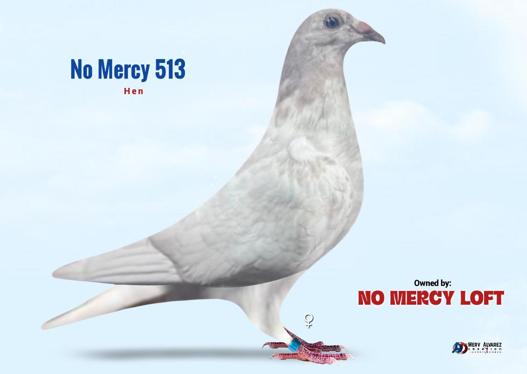 513 MOTTLED SCHELLENS HEN
