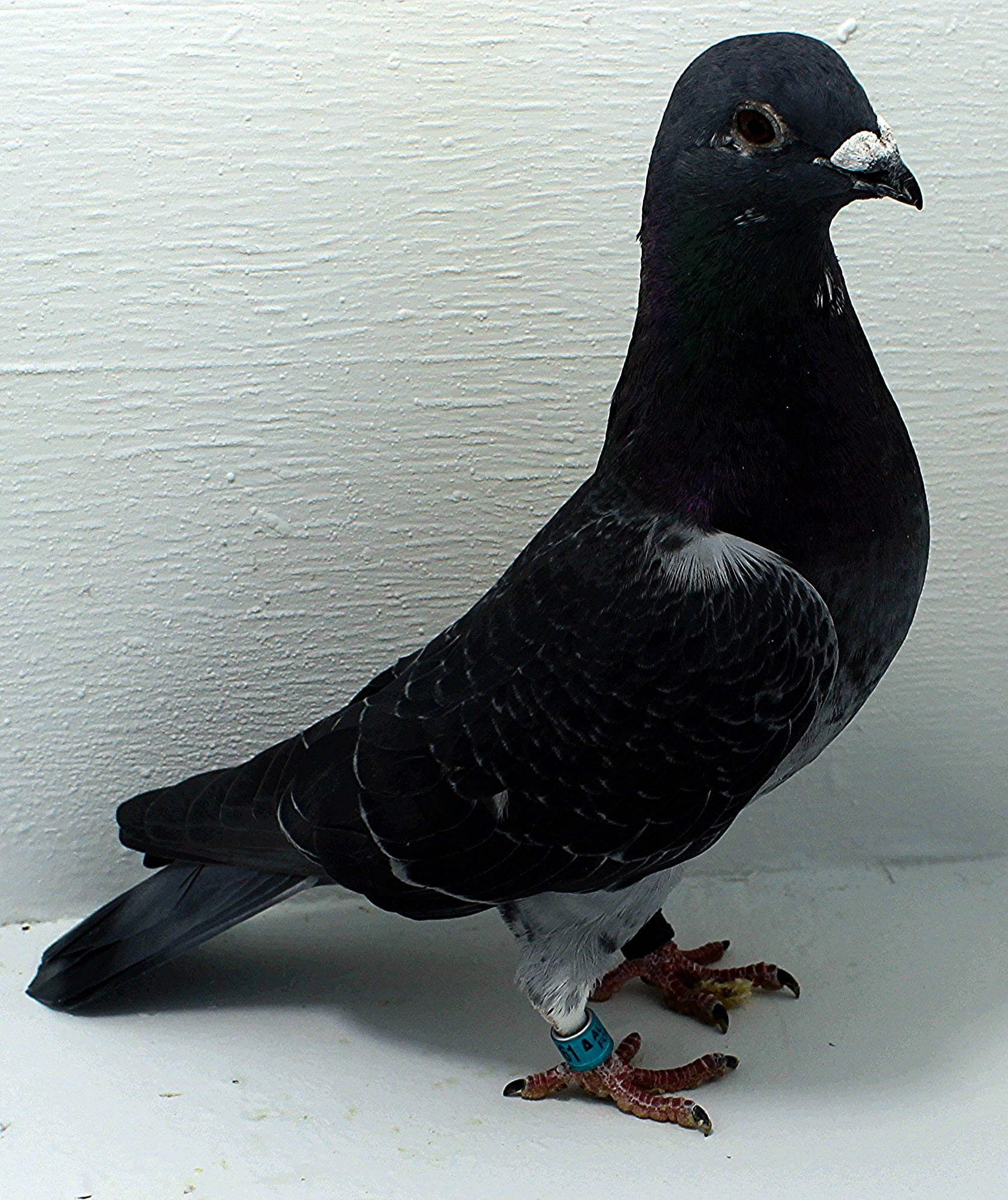 AU 20061 AA 2025 Pure Hansenne