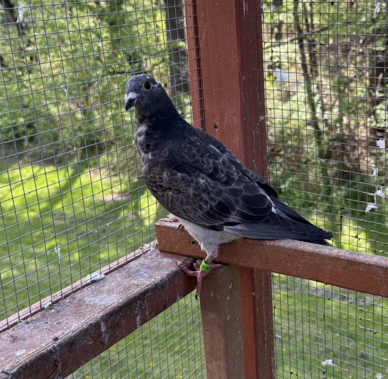 2026 grizzlies Van loon young bird 