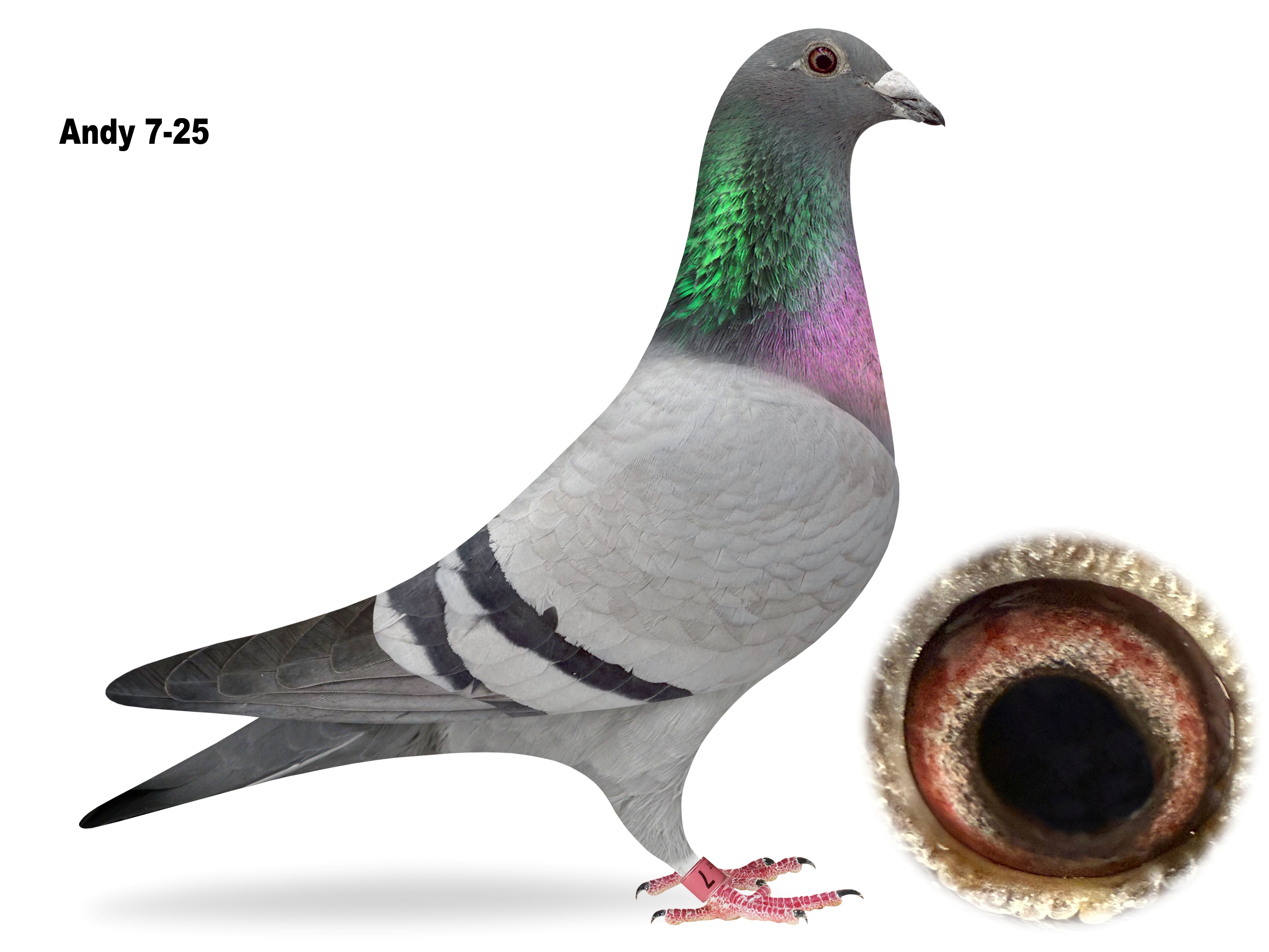 Andy 7-2025