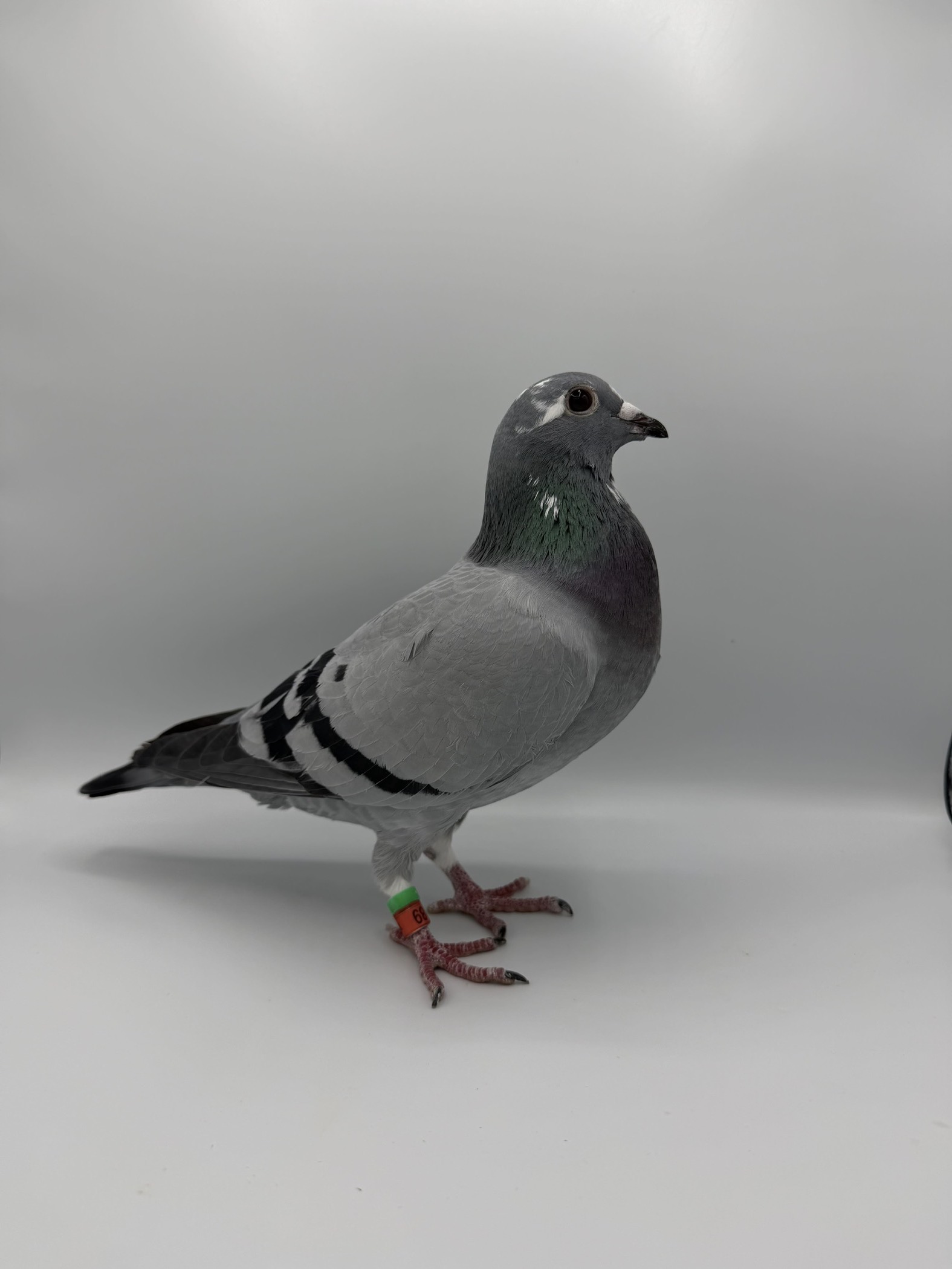 iPigeon.com - Racing Pigeon Auction
