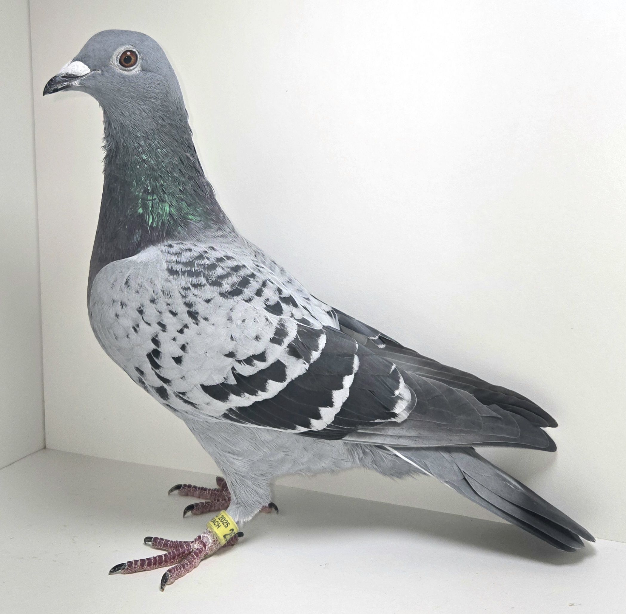 PEACH-25042-25 BC Hen