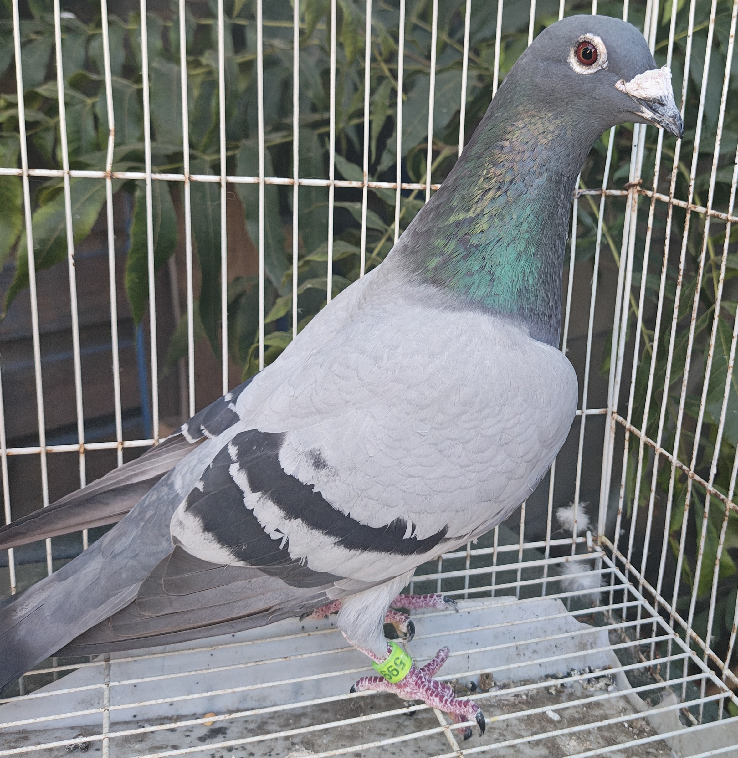 Preview Image 2