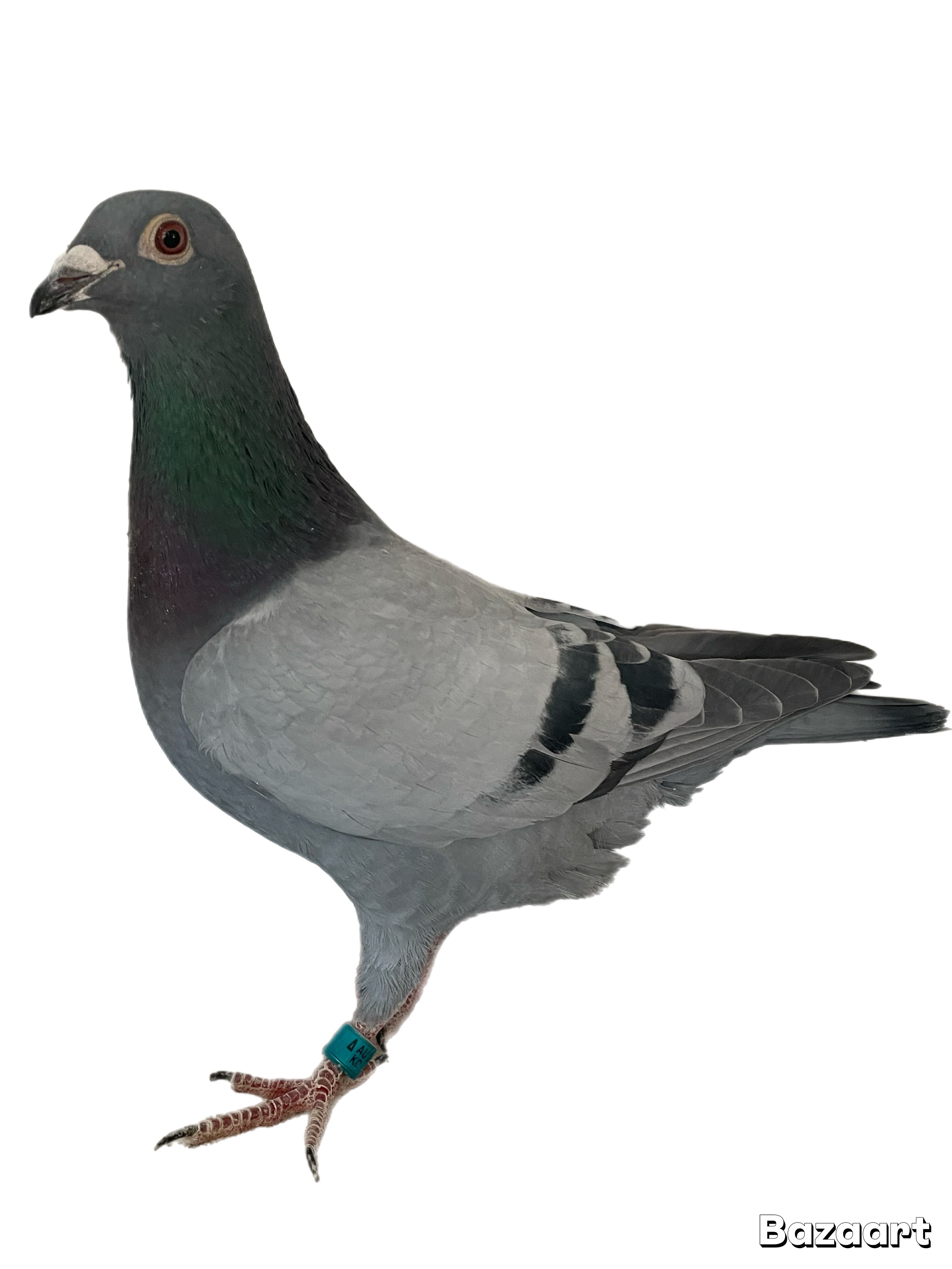 441-AU-KC -2025 = GFL x MCF 