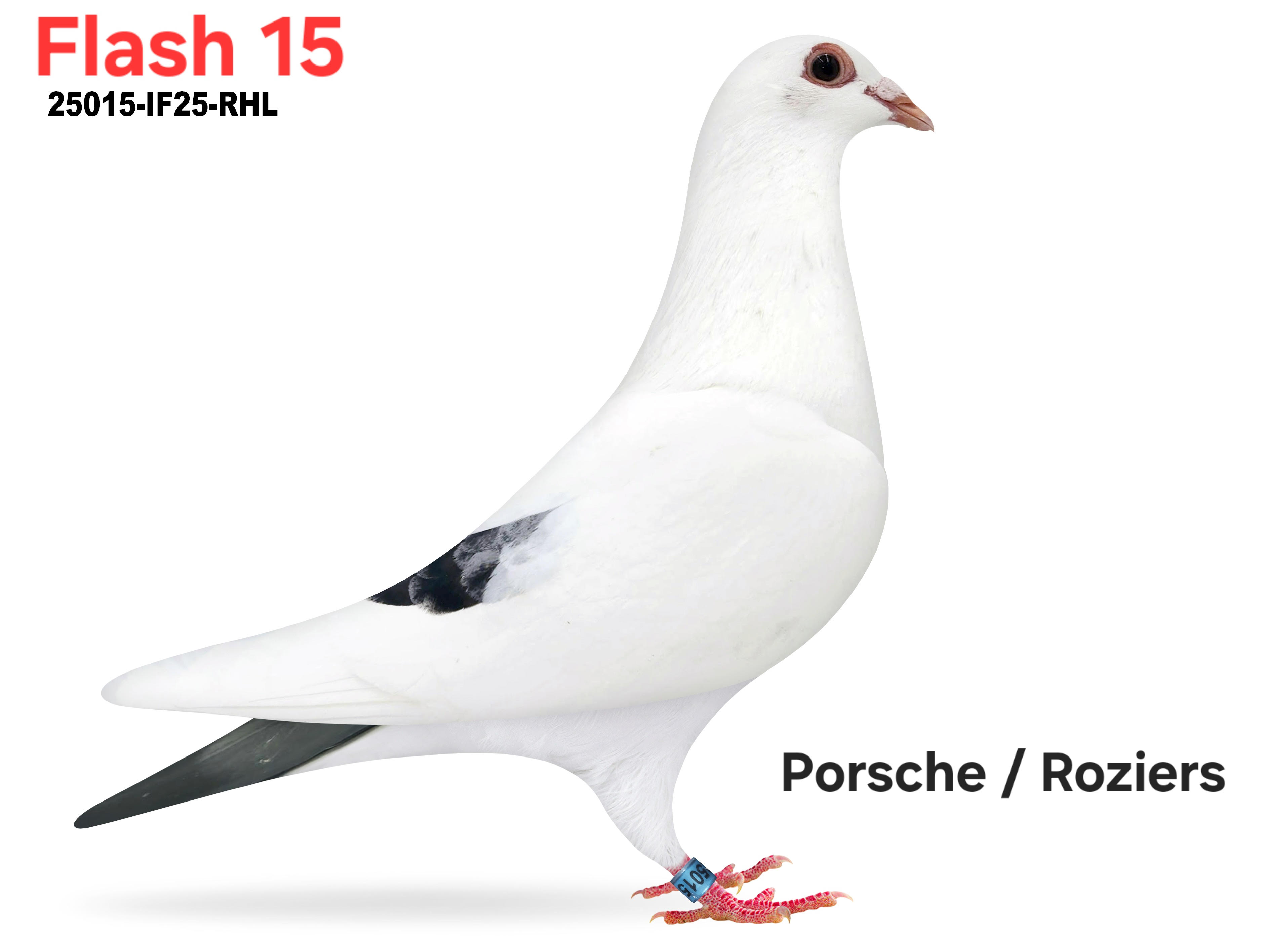 25015-IF25-RHL Blue Splash Hen