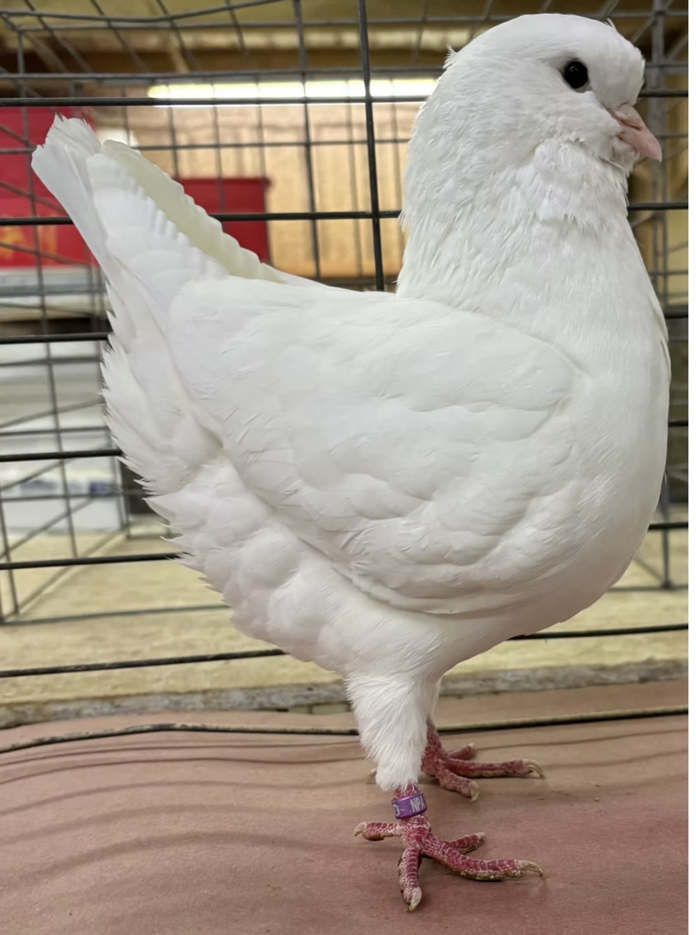 Solid White Pair of Classic Modenas 