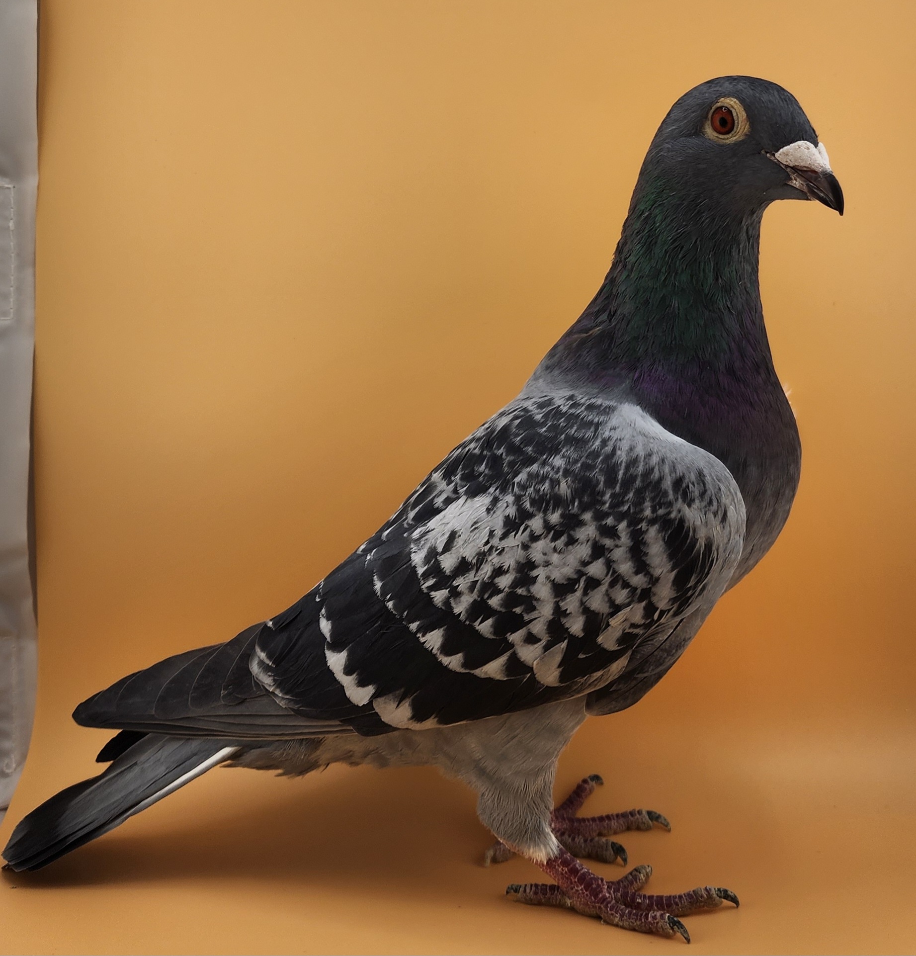 Gr.dauther Raven