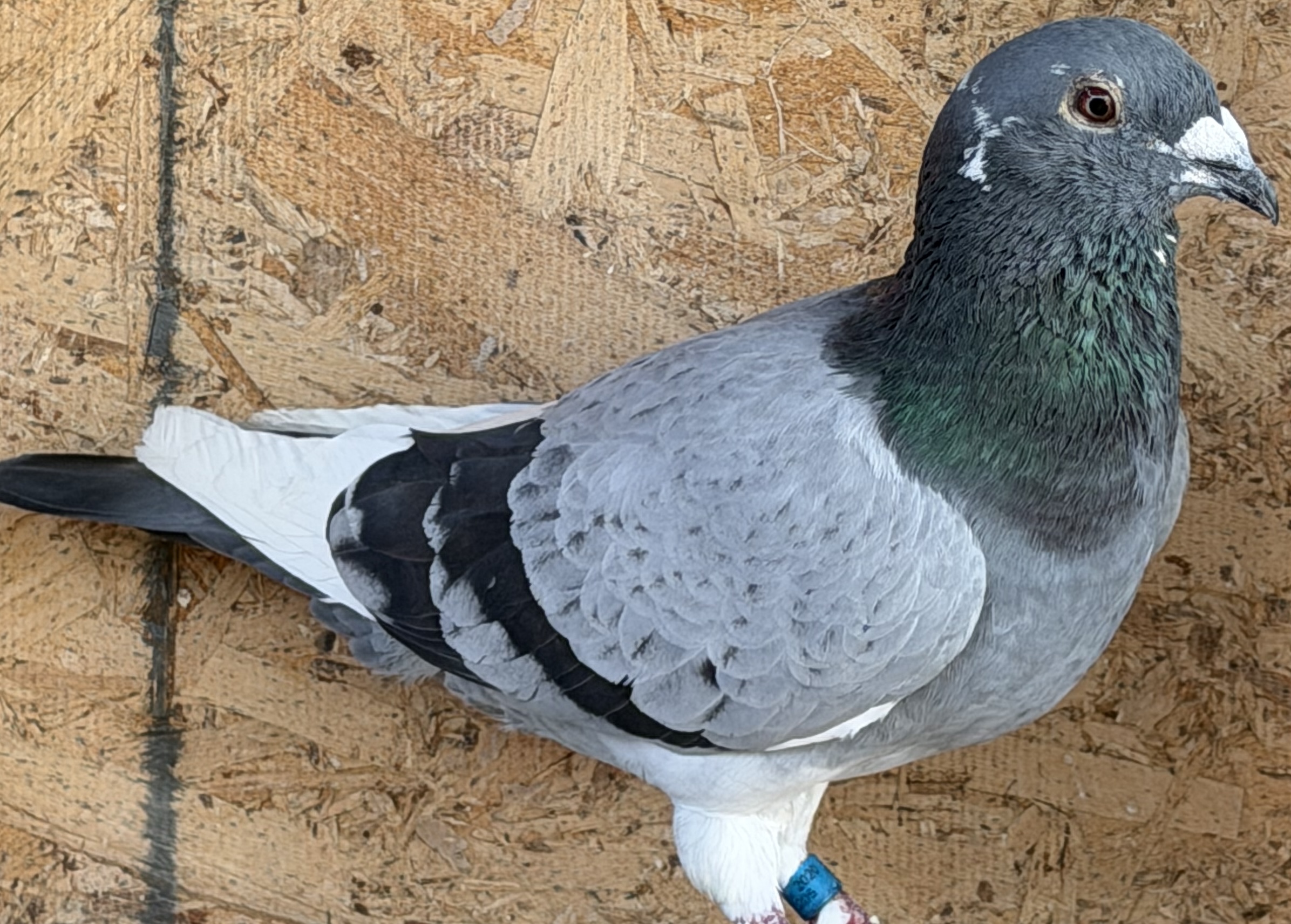 2020 Breeder Cock