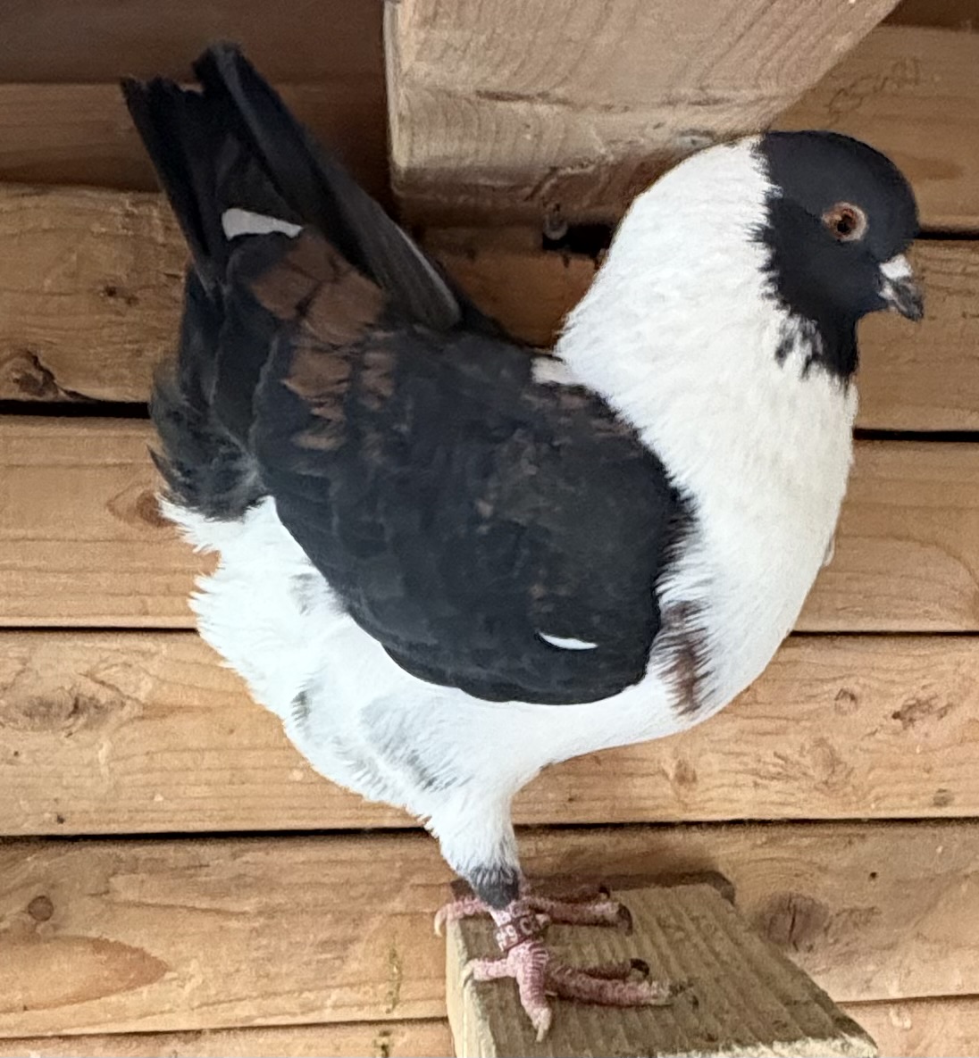iPigeon.com - Racing Pigeon Auction