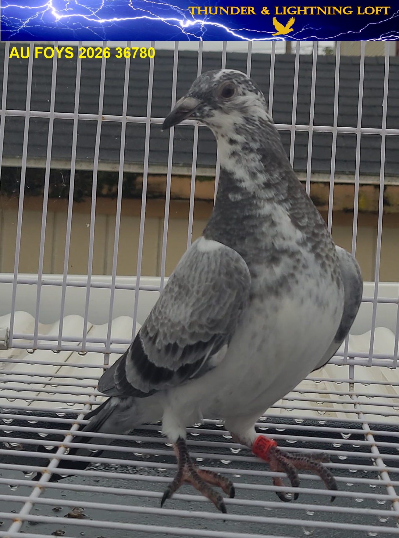 100% Line Bred Blizzard King Kittel