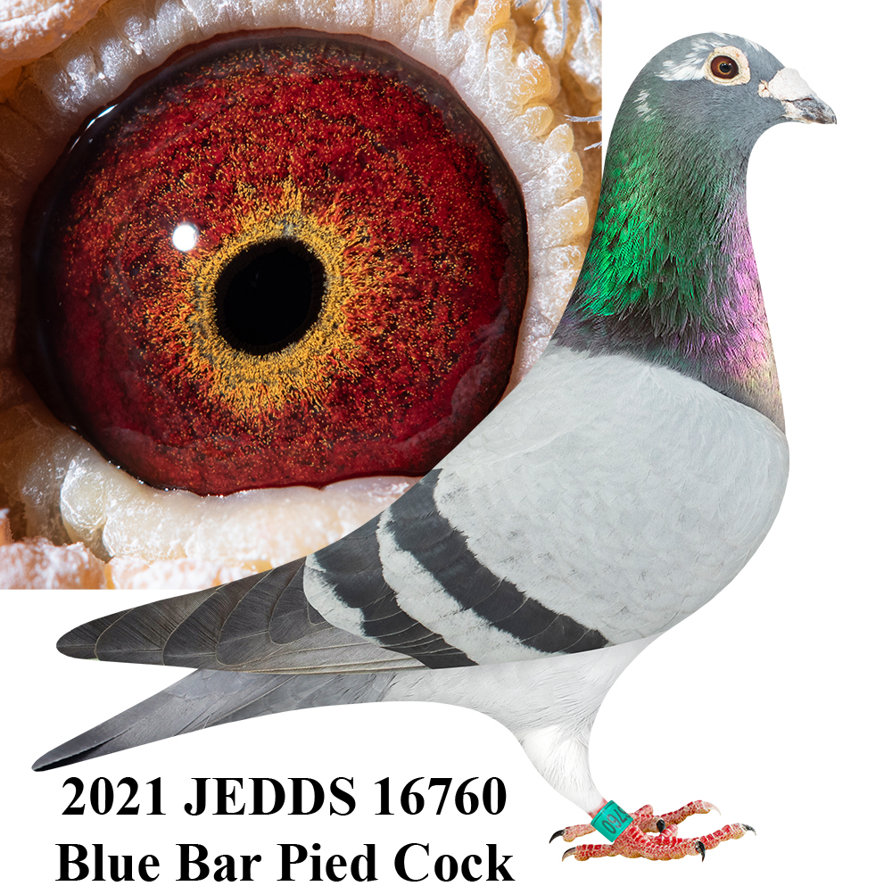 AU 2021 JEDDS 16760 BBPD C