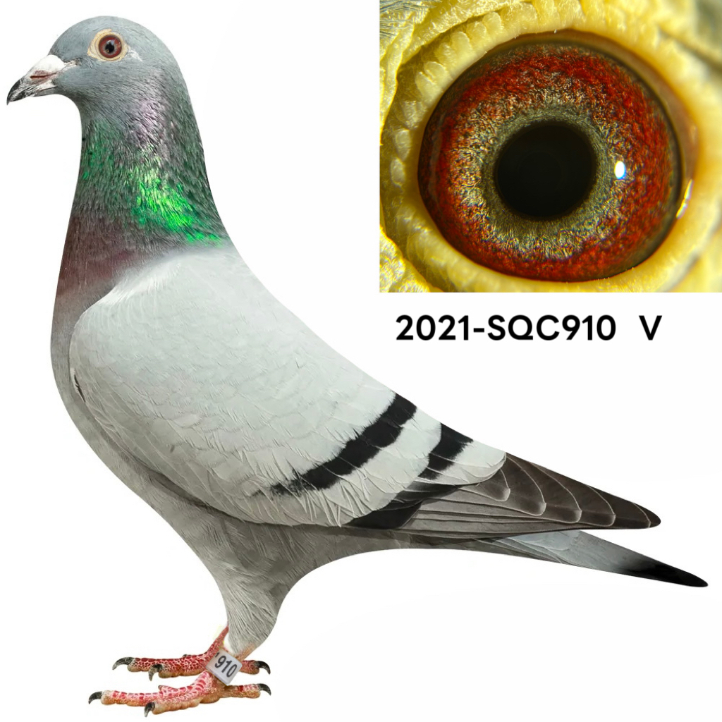 Preview Image 1