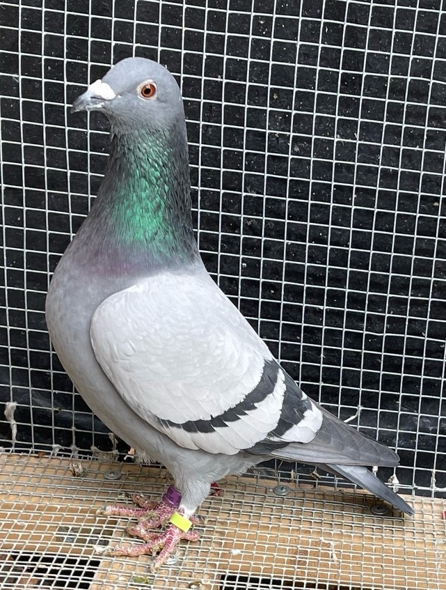 10311 VK AU 2023 BB C