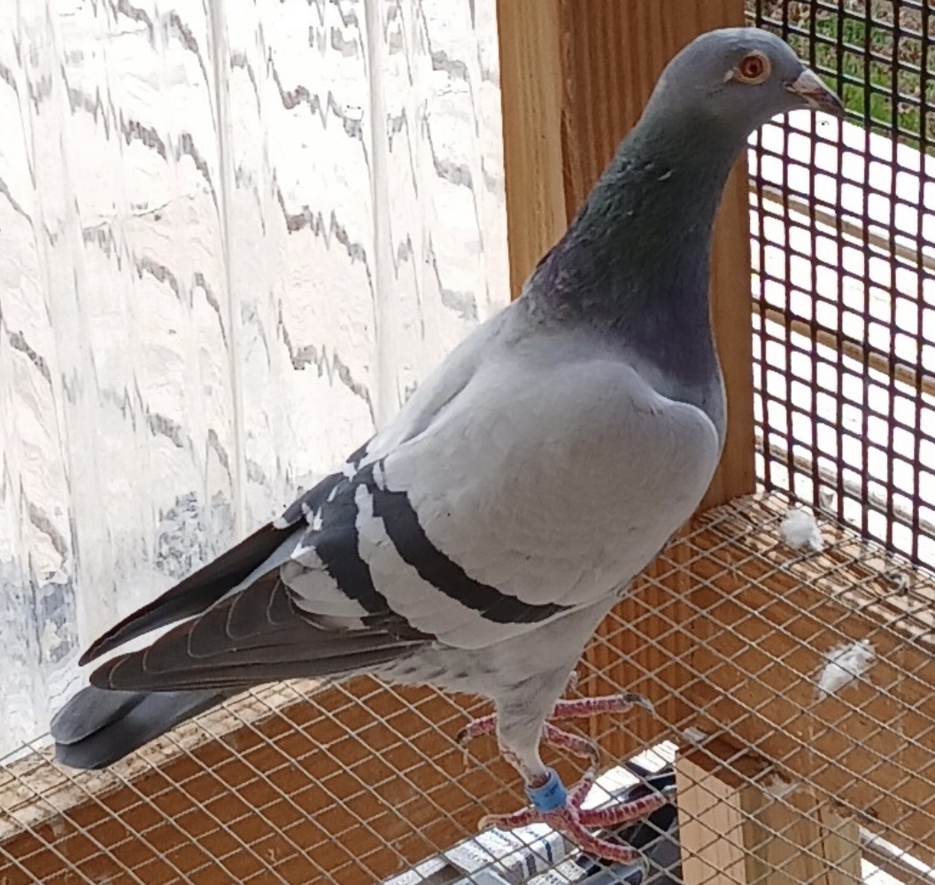 IF 2025 PFSC 50521 BLUE COCK