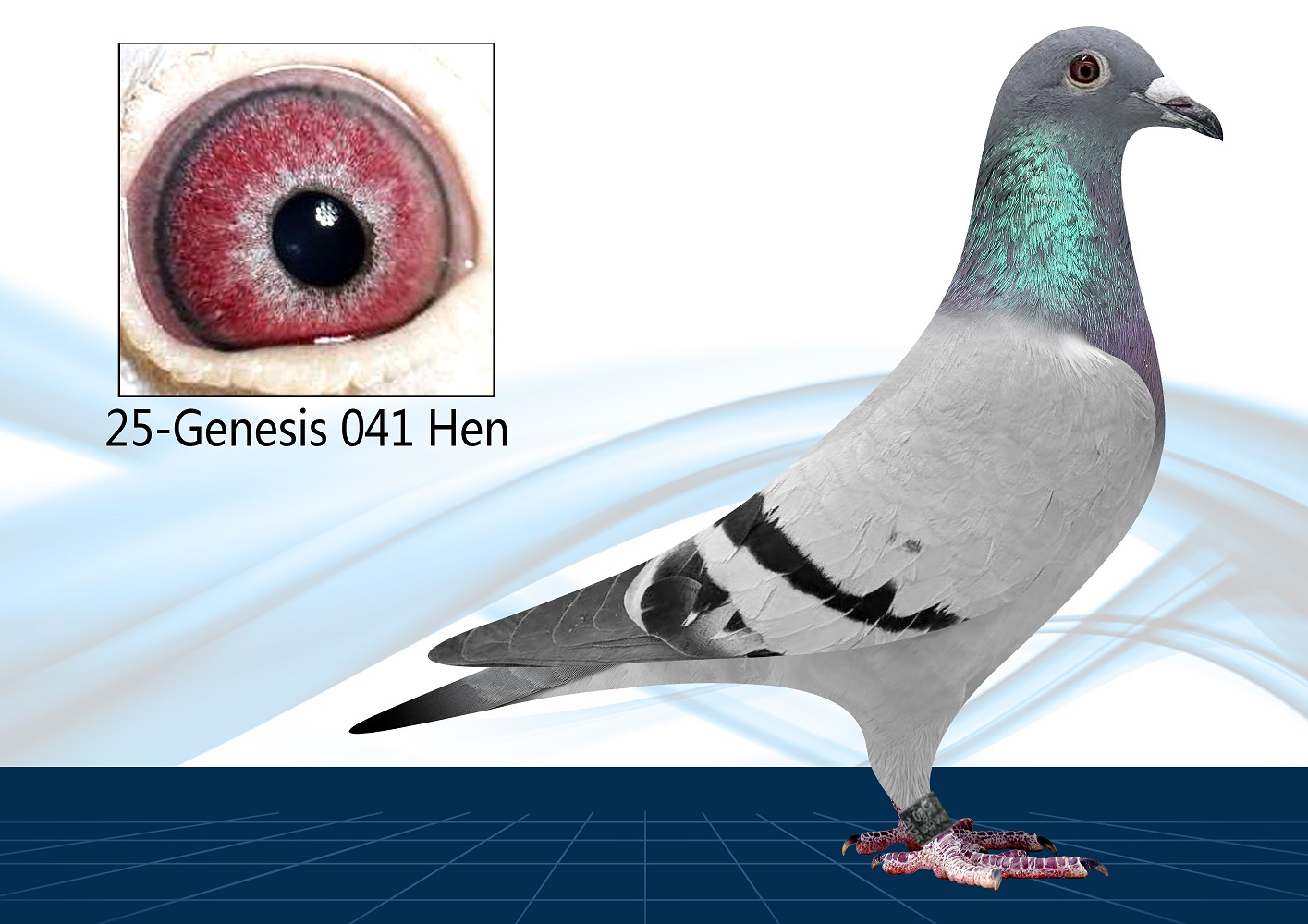 25-041(Hen) Out of Proven Breeders