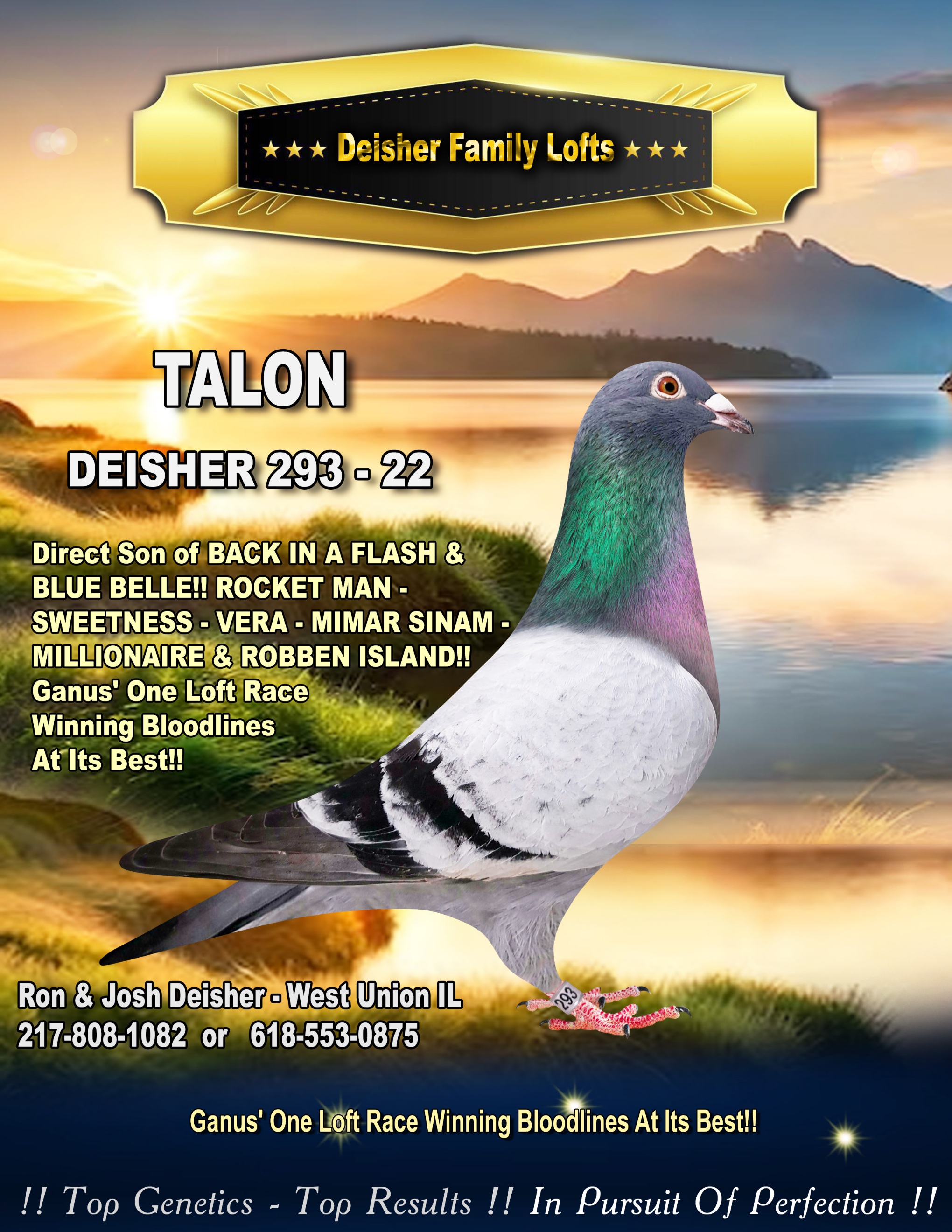 iPigeon.com - Racing Pigeon Auction