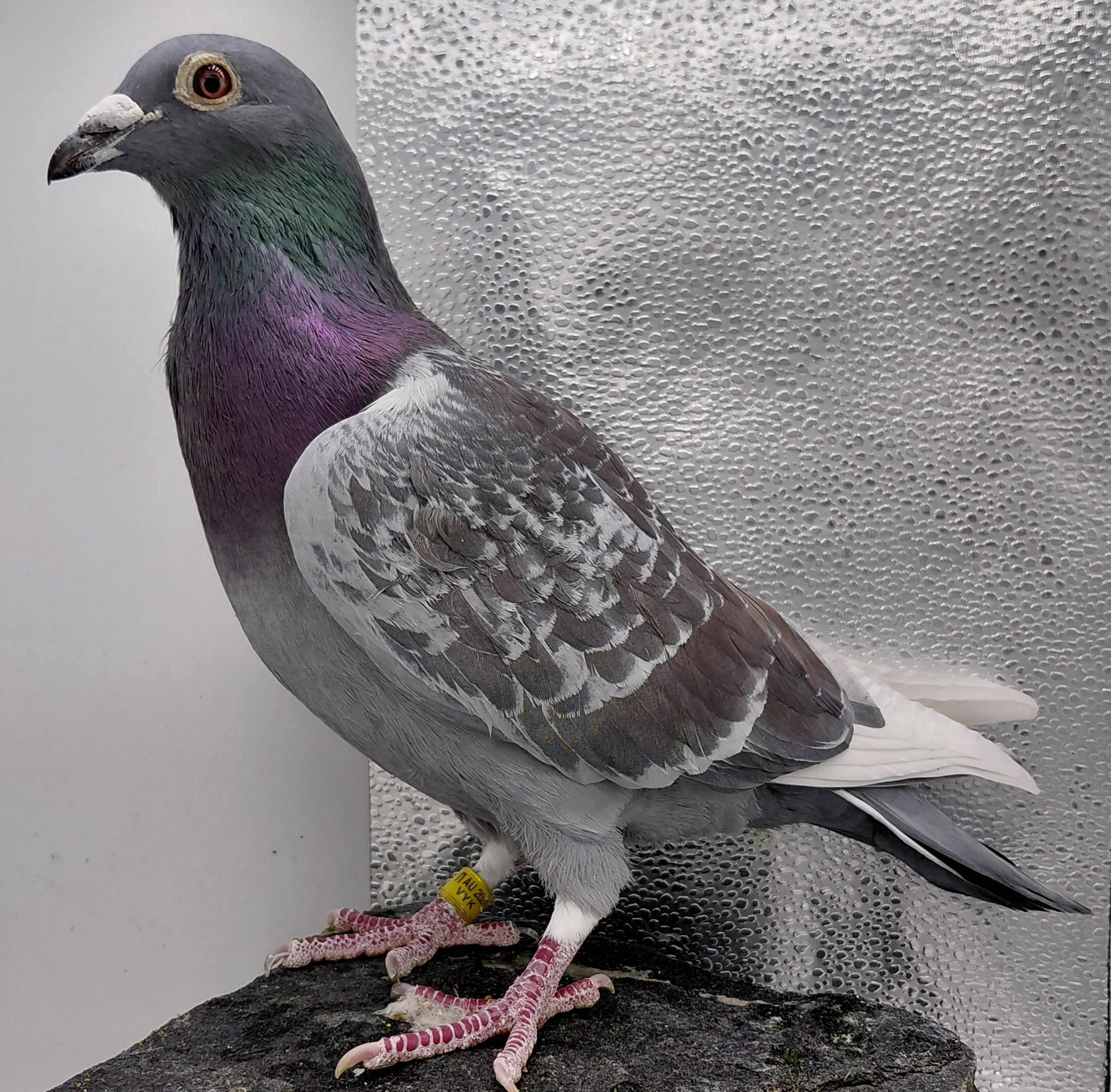 3239 VYK 24 CHOC WF C