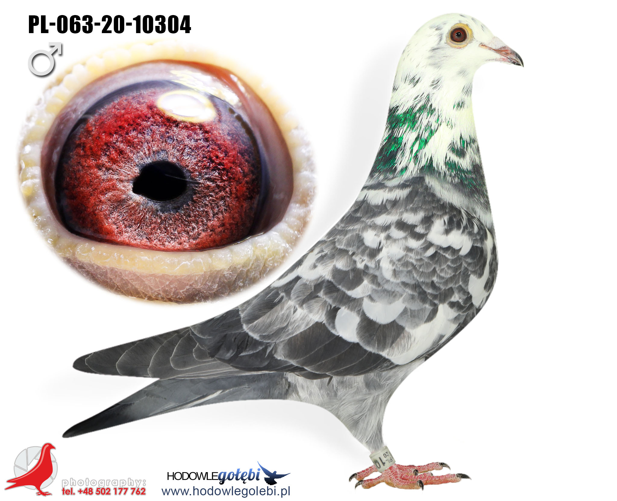 BRED BY TOMASZ WICZLING OF POLAND