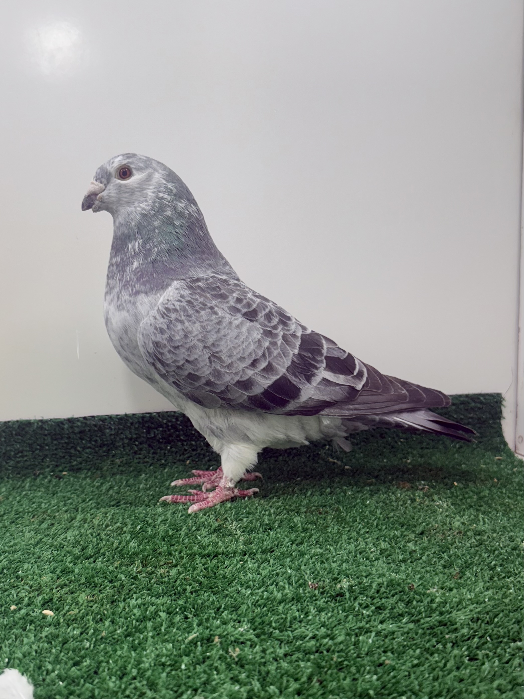 Grizzle check cock I believe this cock was 2 or three times first 1847-21