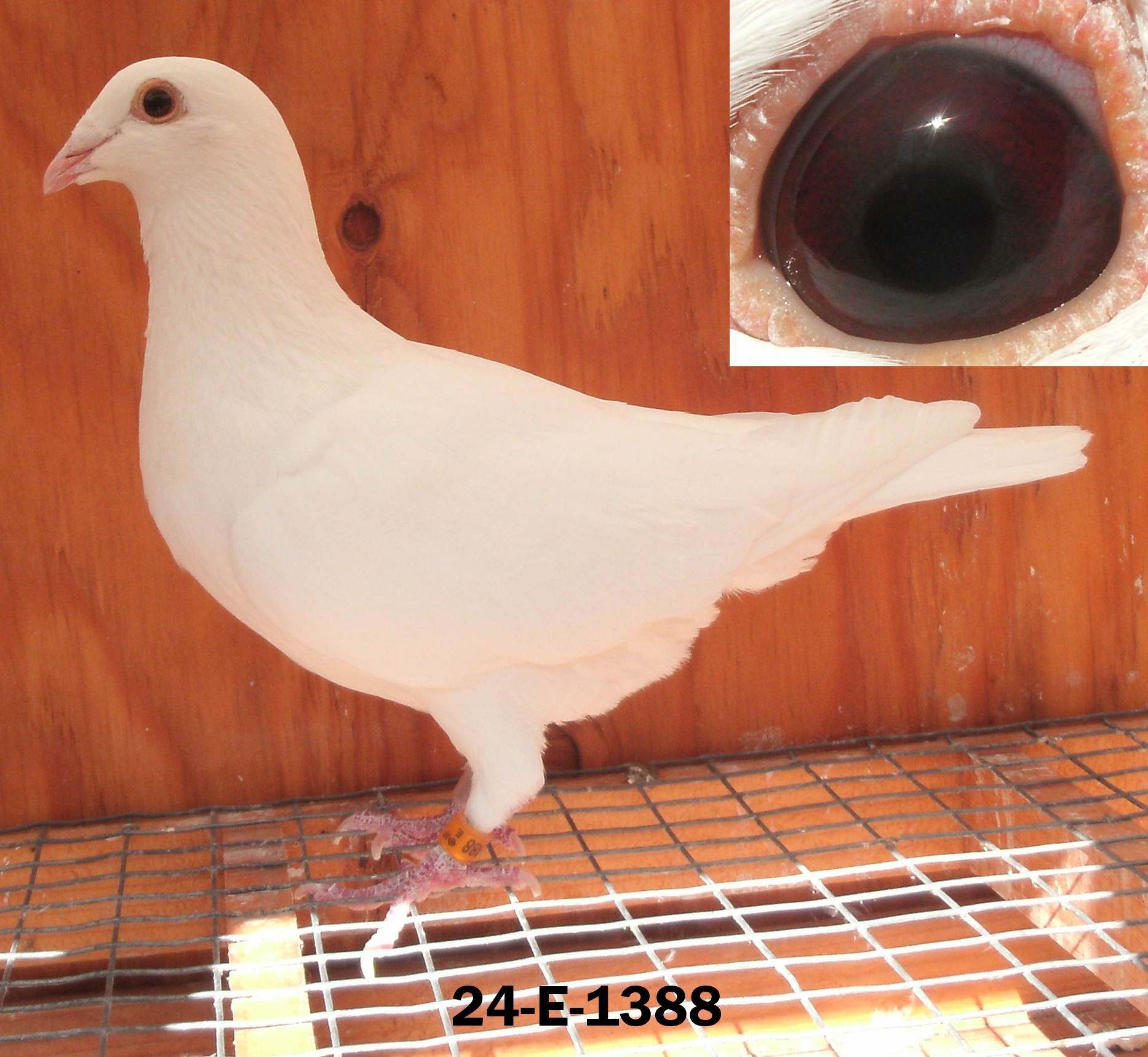 2 CBS Delbars - Cock and Hen