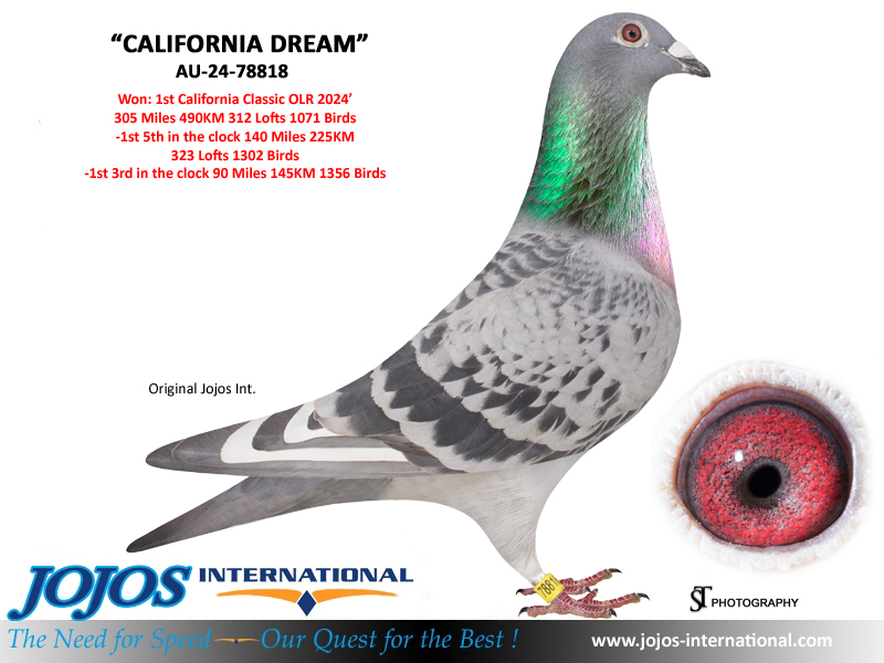 LOT # 36 AU-24-103364