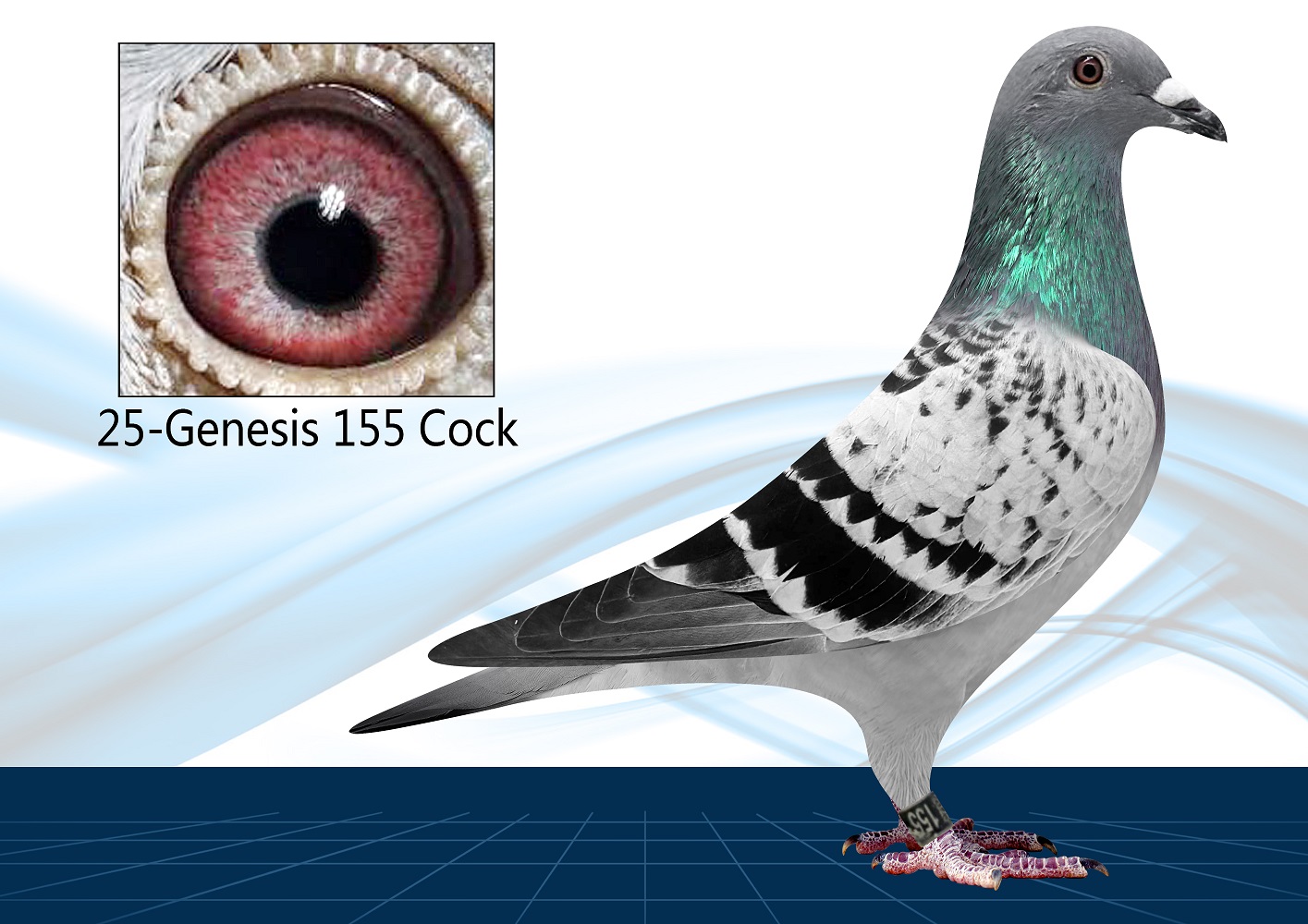 25-155(Cock) OLR Proven Bloodline