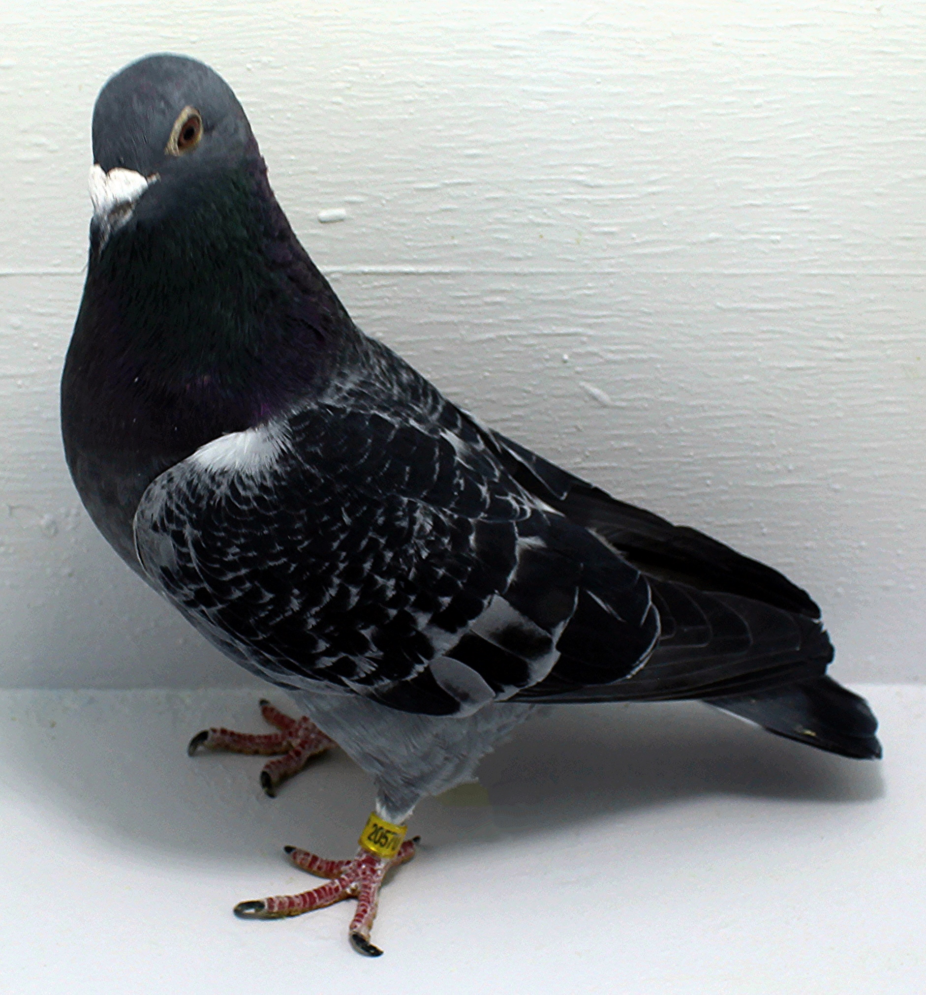 Preview Image 1