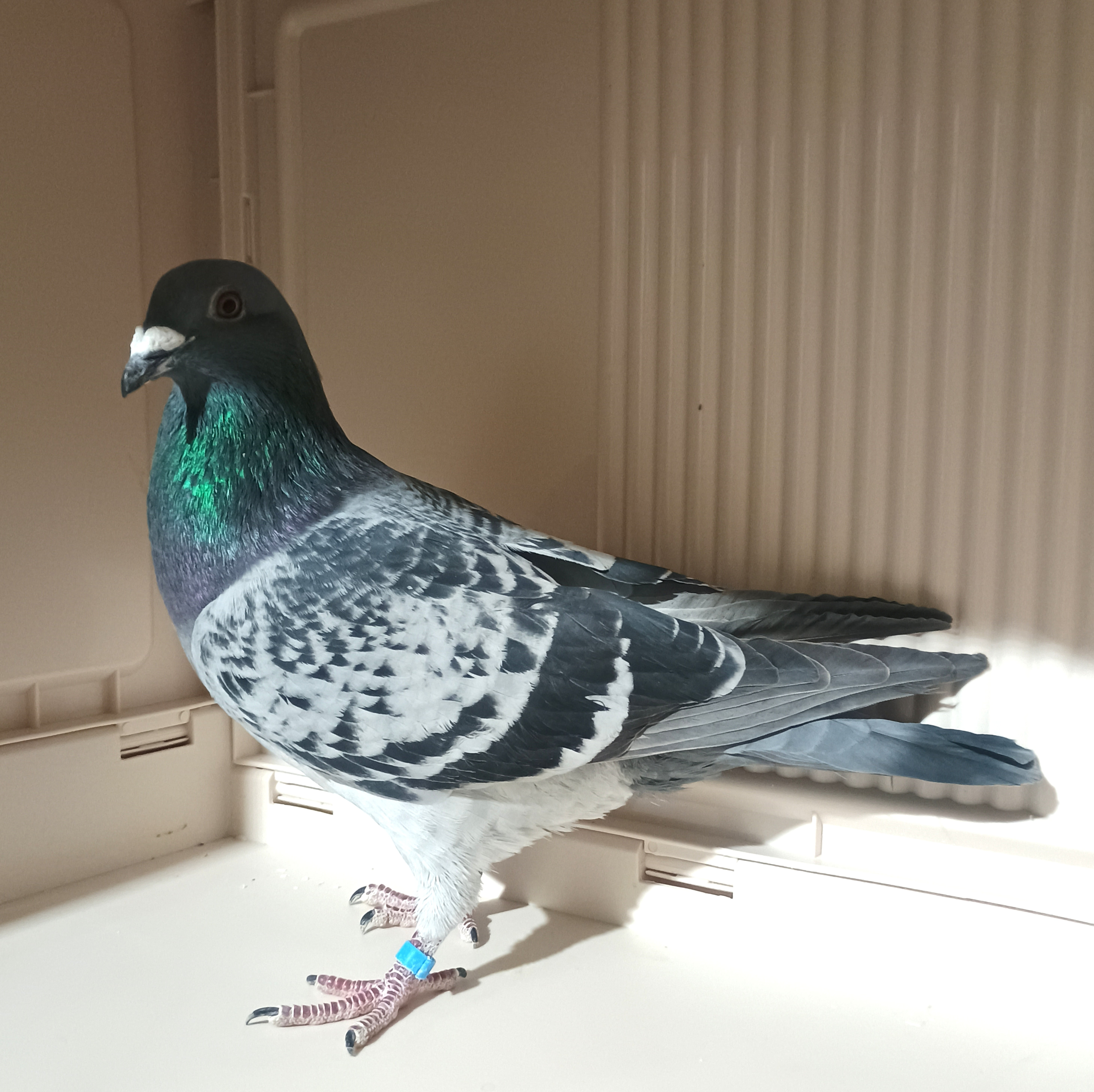 Leo Hereman X Van Den Bulck