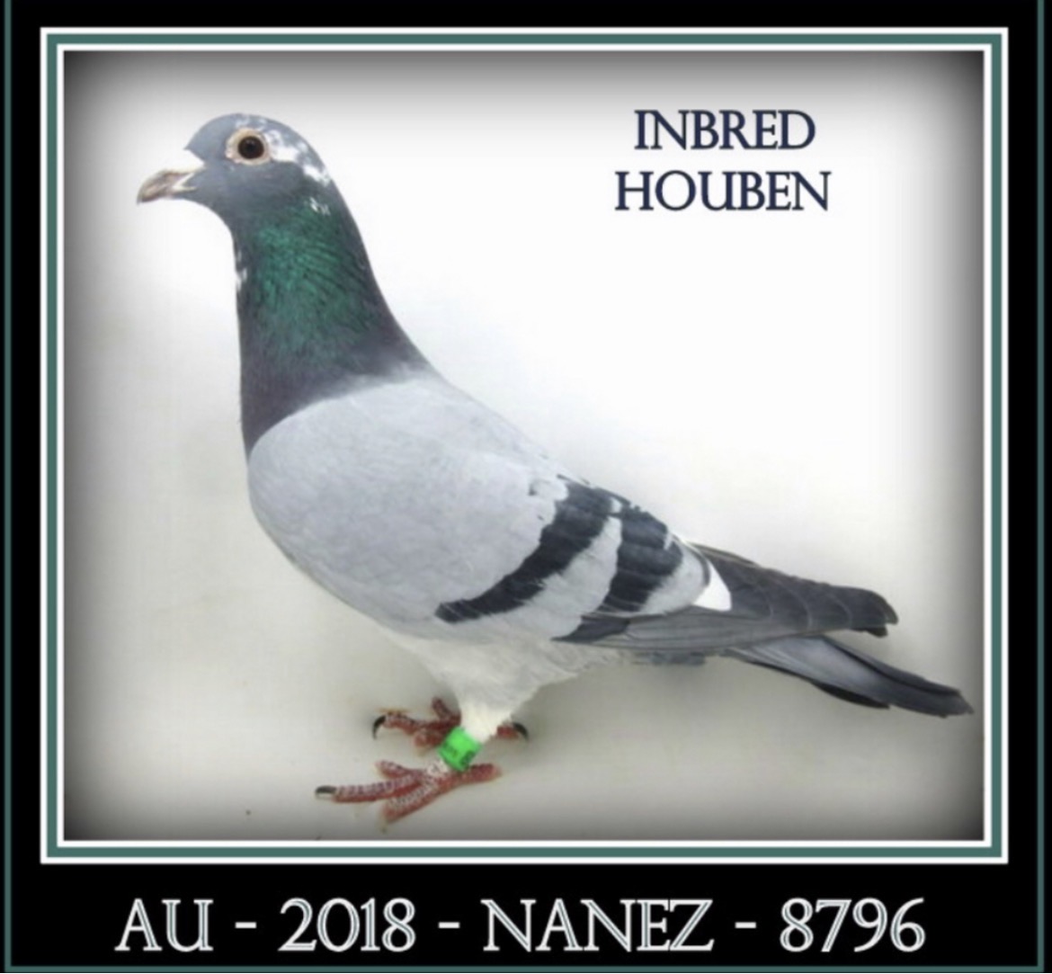 SON  “TOP SHELF” NANEZ  HOUBEN 