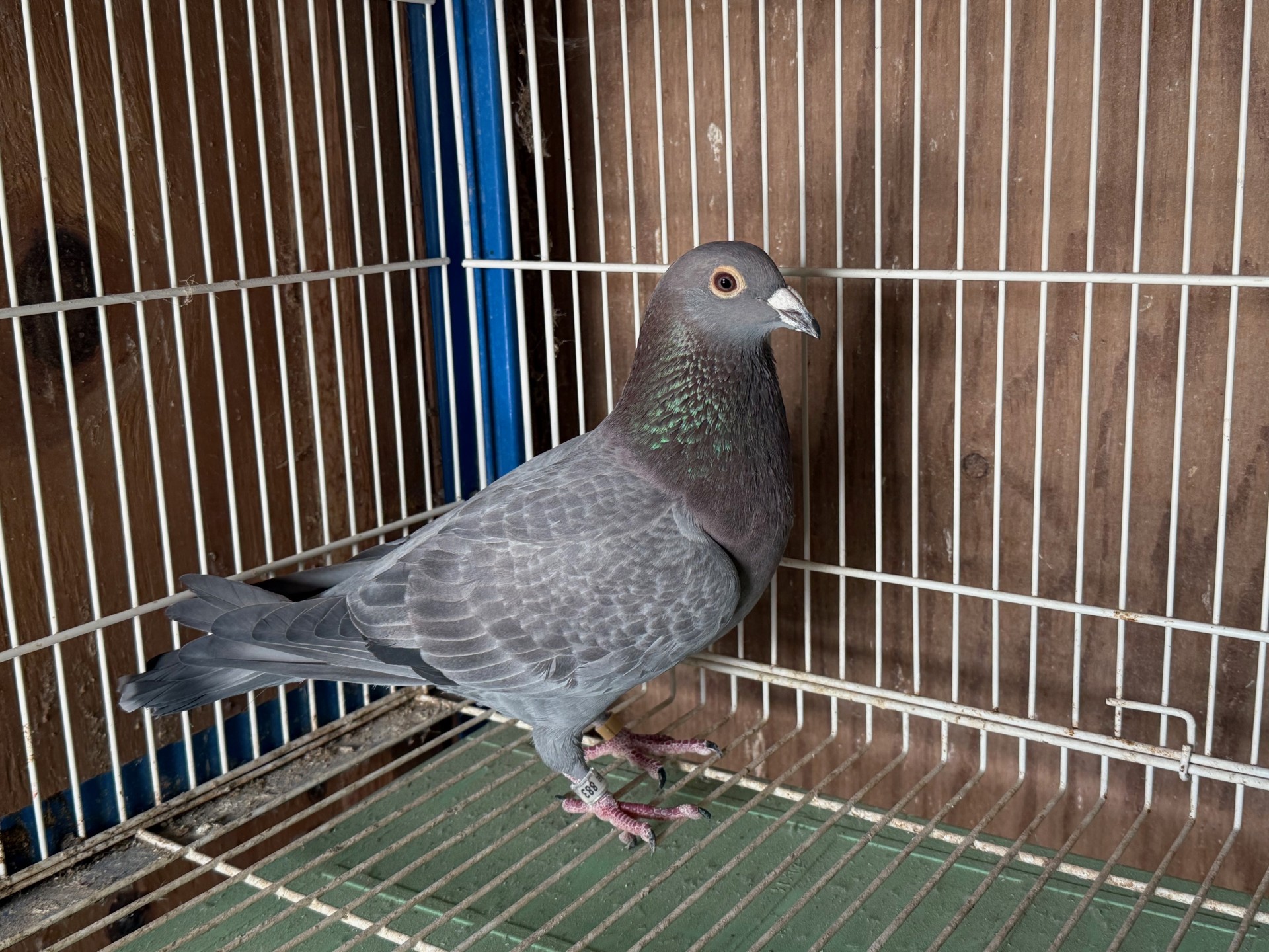 DV07274-20-883 Slate Hen