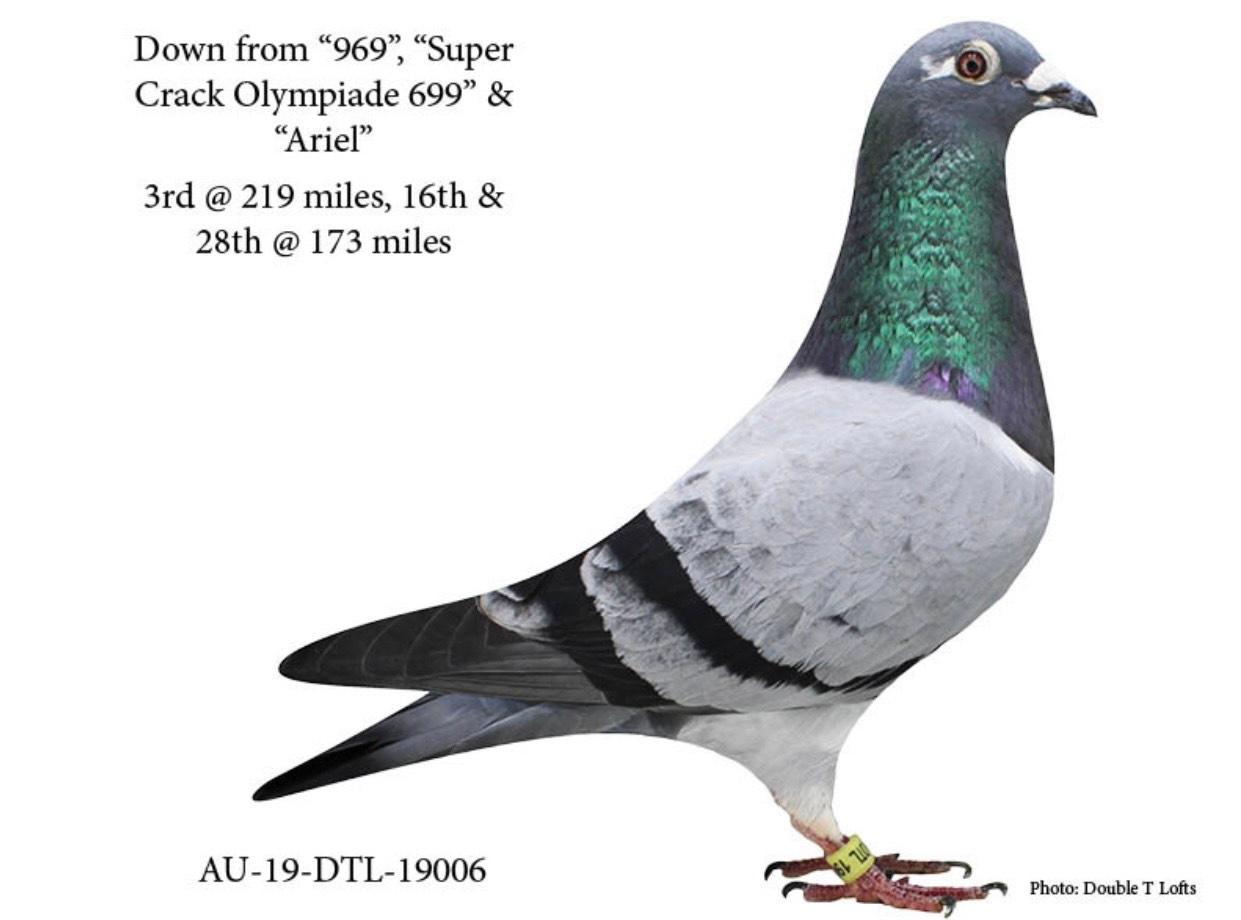 iPigeon.com - Racing Pigeon Auction