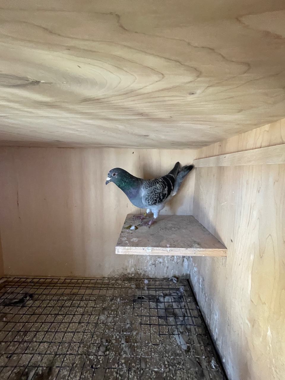 Olr birds 