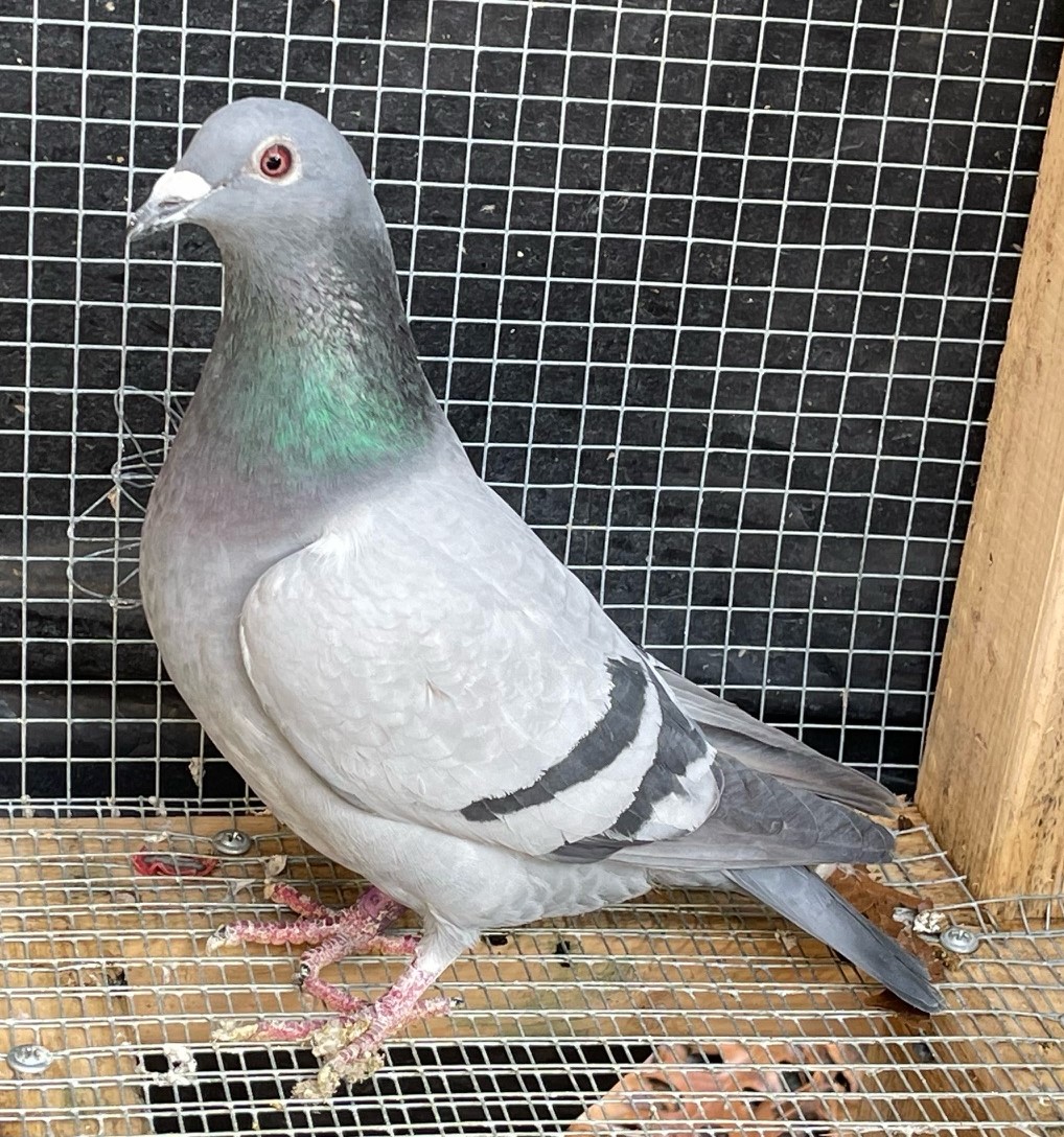 iPigeon.com - Racing Pigeon Auction