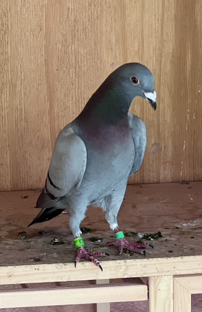 2023 AU 99176 BB  COCK