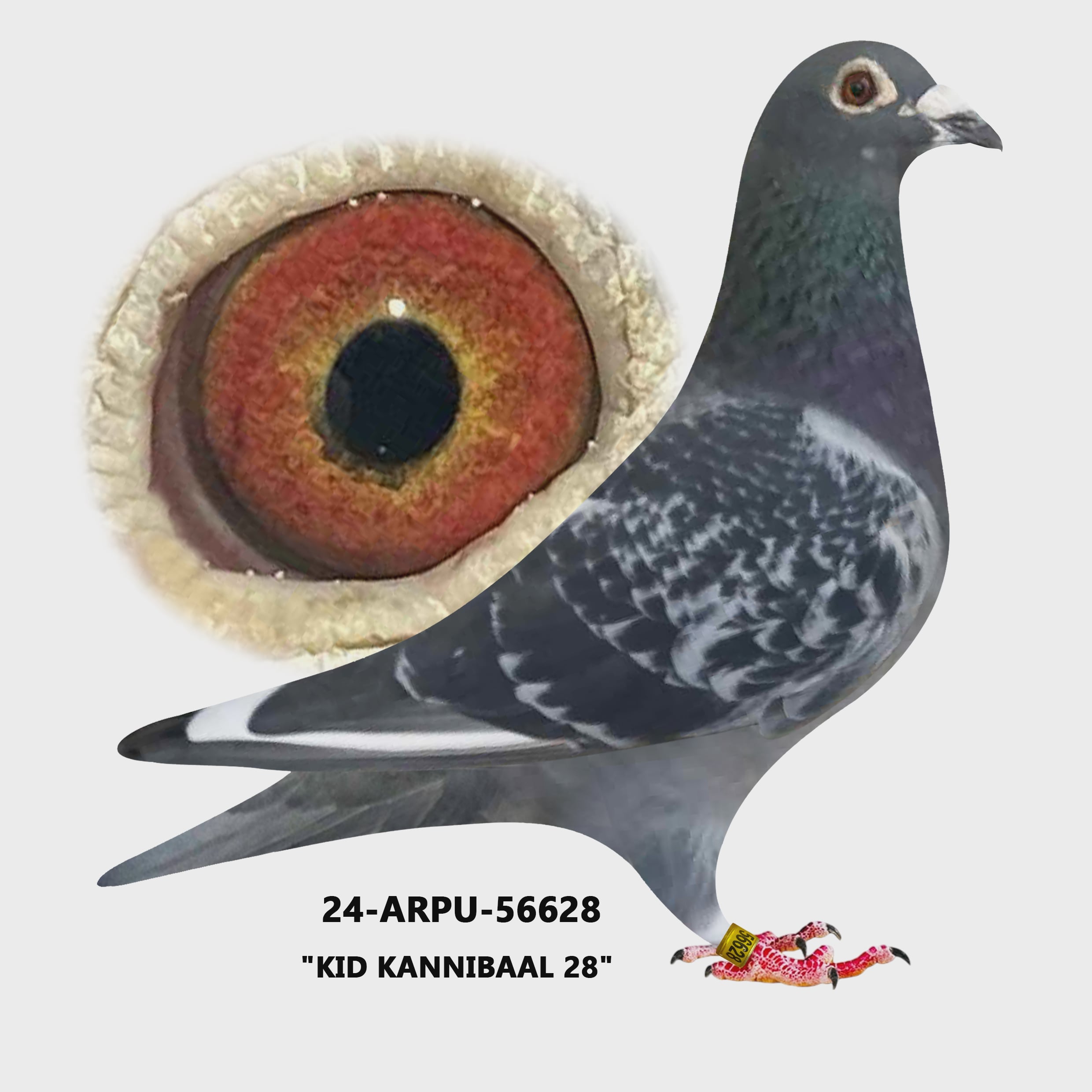 24-ARPU-56628 BCWF  Cock.