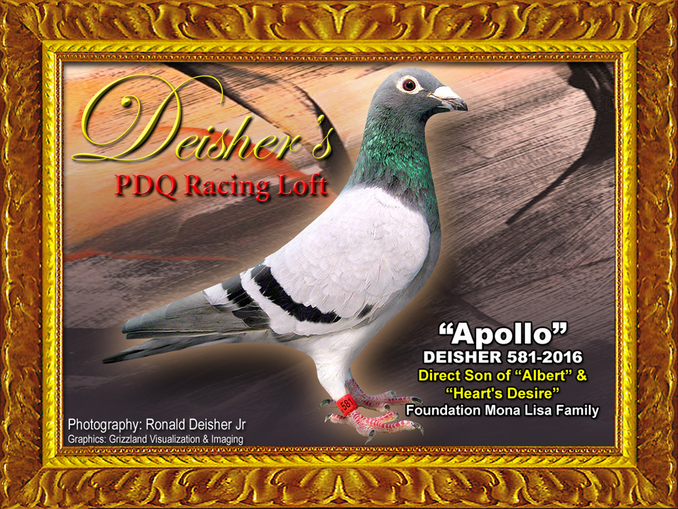iPigeon.com - Racing Pigeon Auction