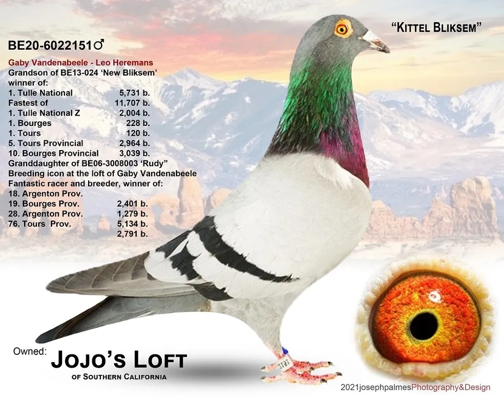 20 BE 6022151 BB C KITTLE BLIKSEM