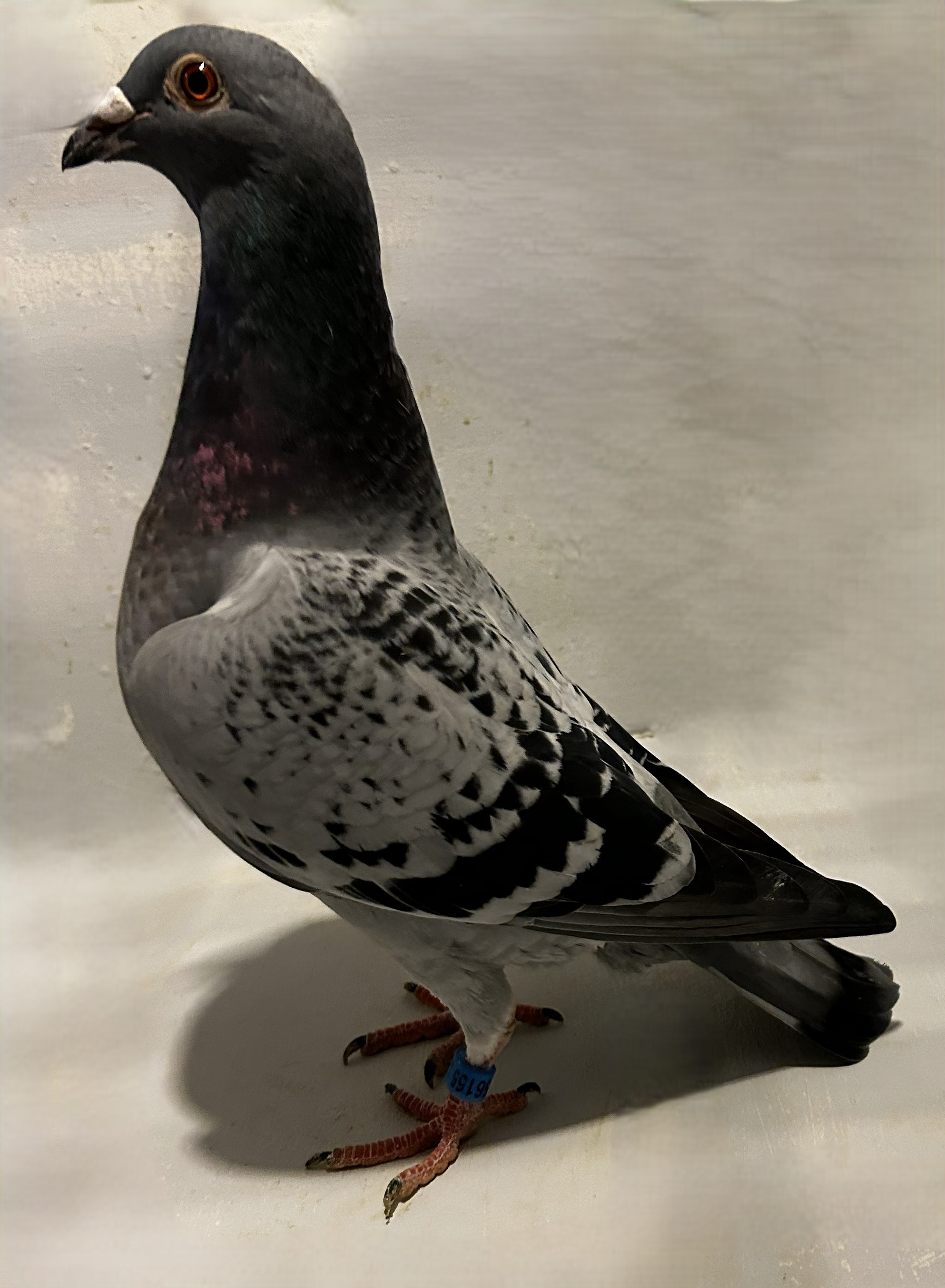 2025 Neil 56155-Hen  Best Kittel and Olimp Rosita BC Hen