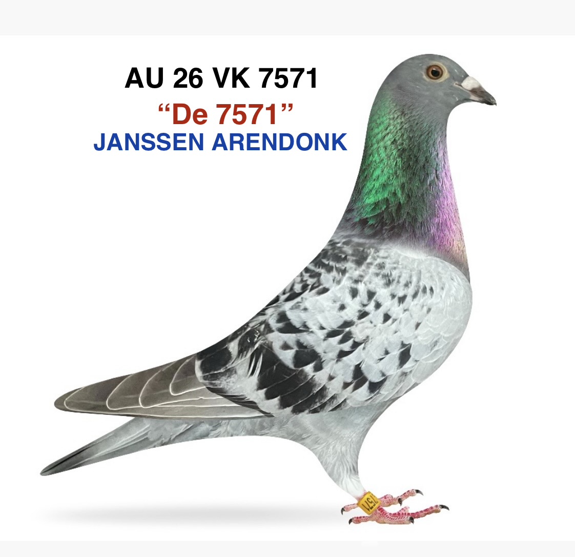 JANSSEN ARENDONK