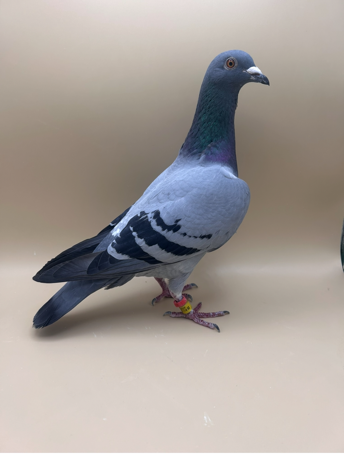 AU24 ARPU 97532 BB H