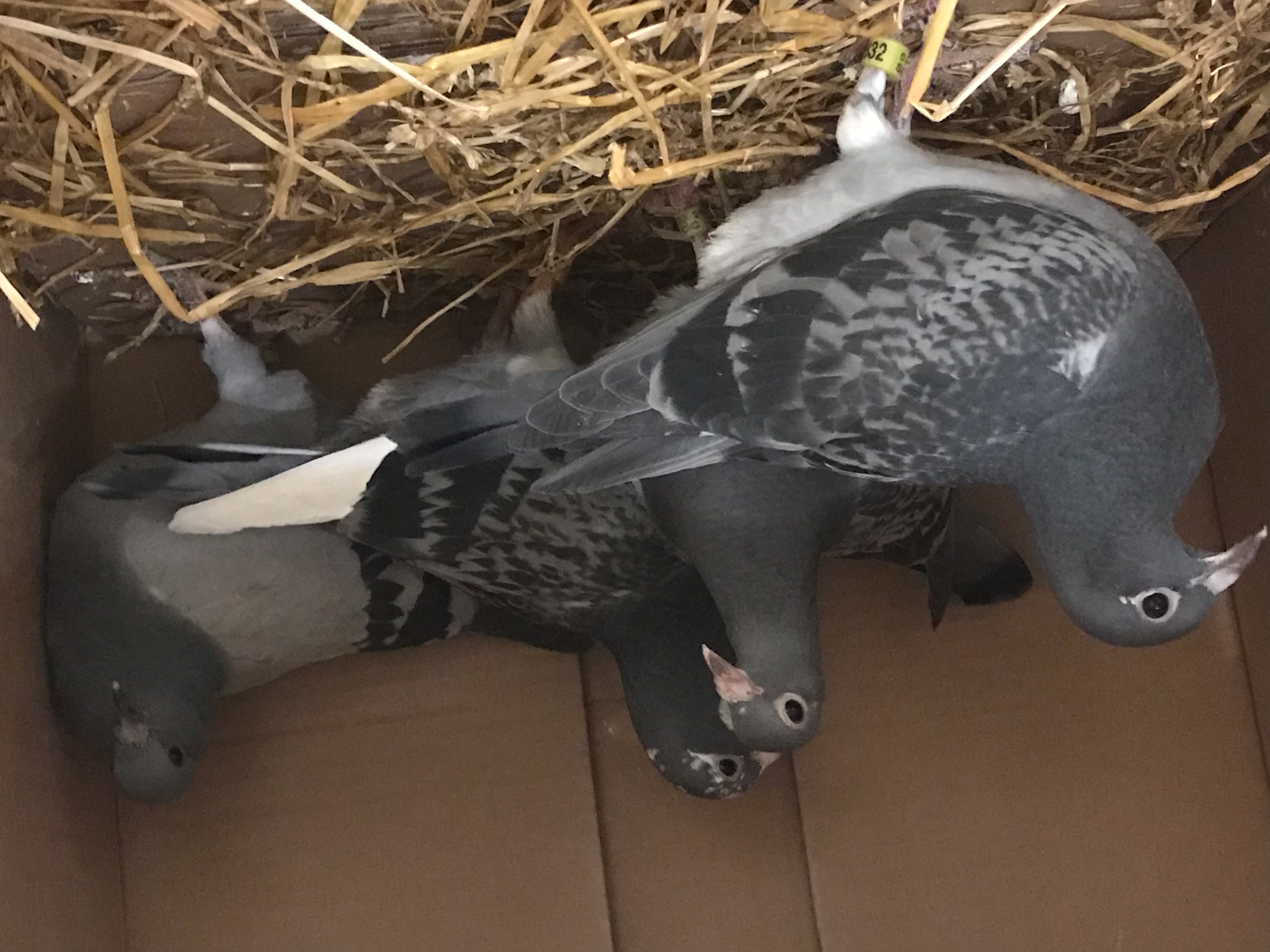 Racing Pigeon Auction