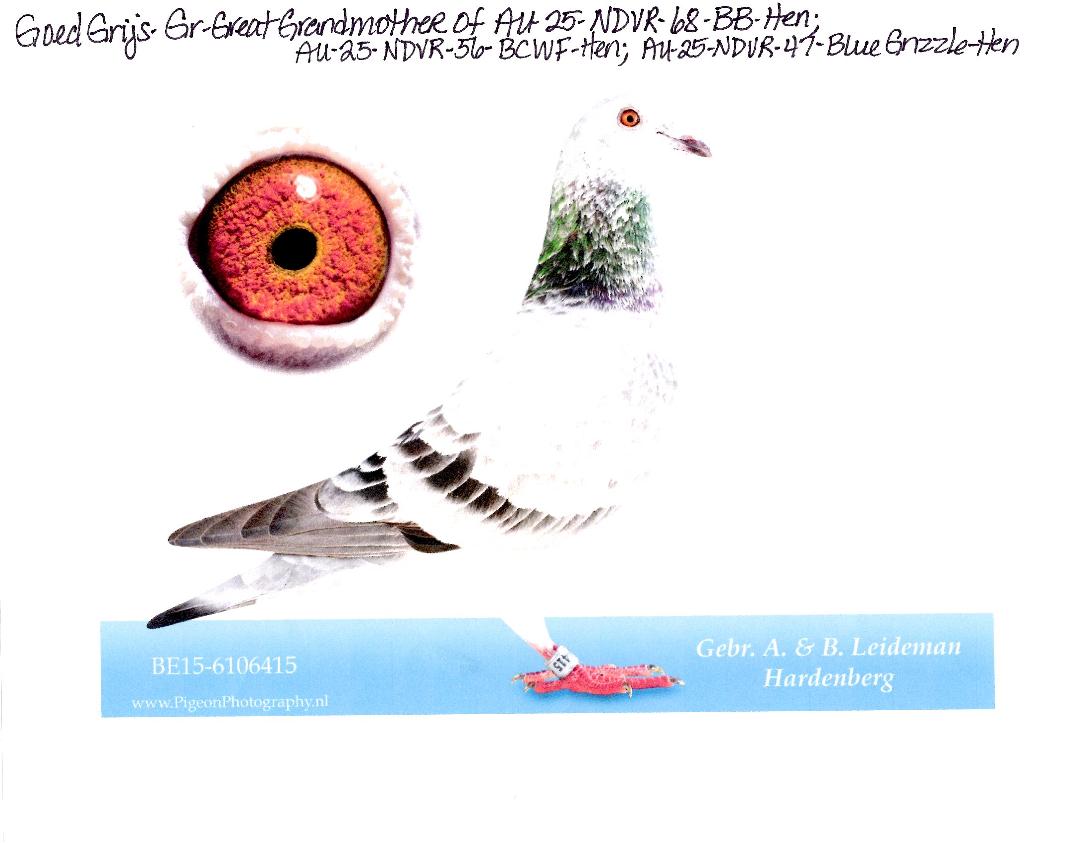 Preview Image 4