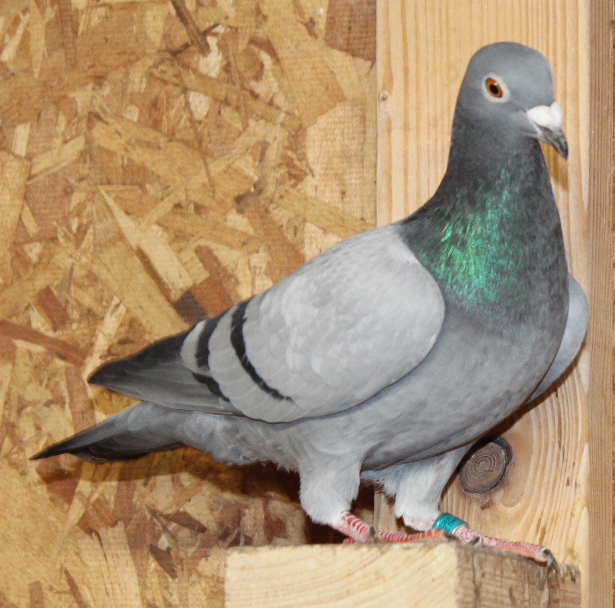 Double Grandson of Dam to 4th AU National Ace Pigeon YB