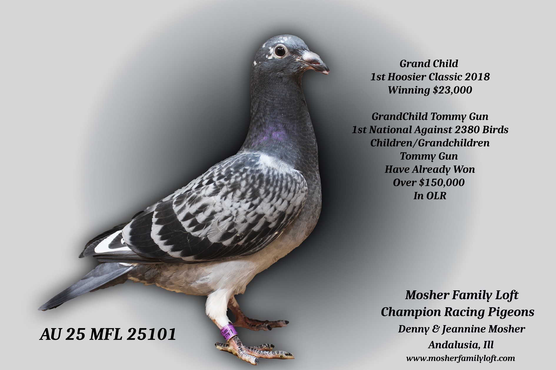 iPigeon.com - Racing Pigeon Auction