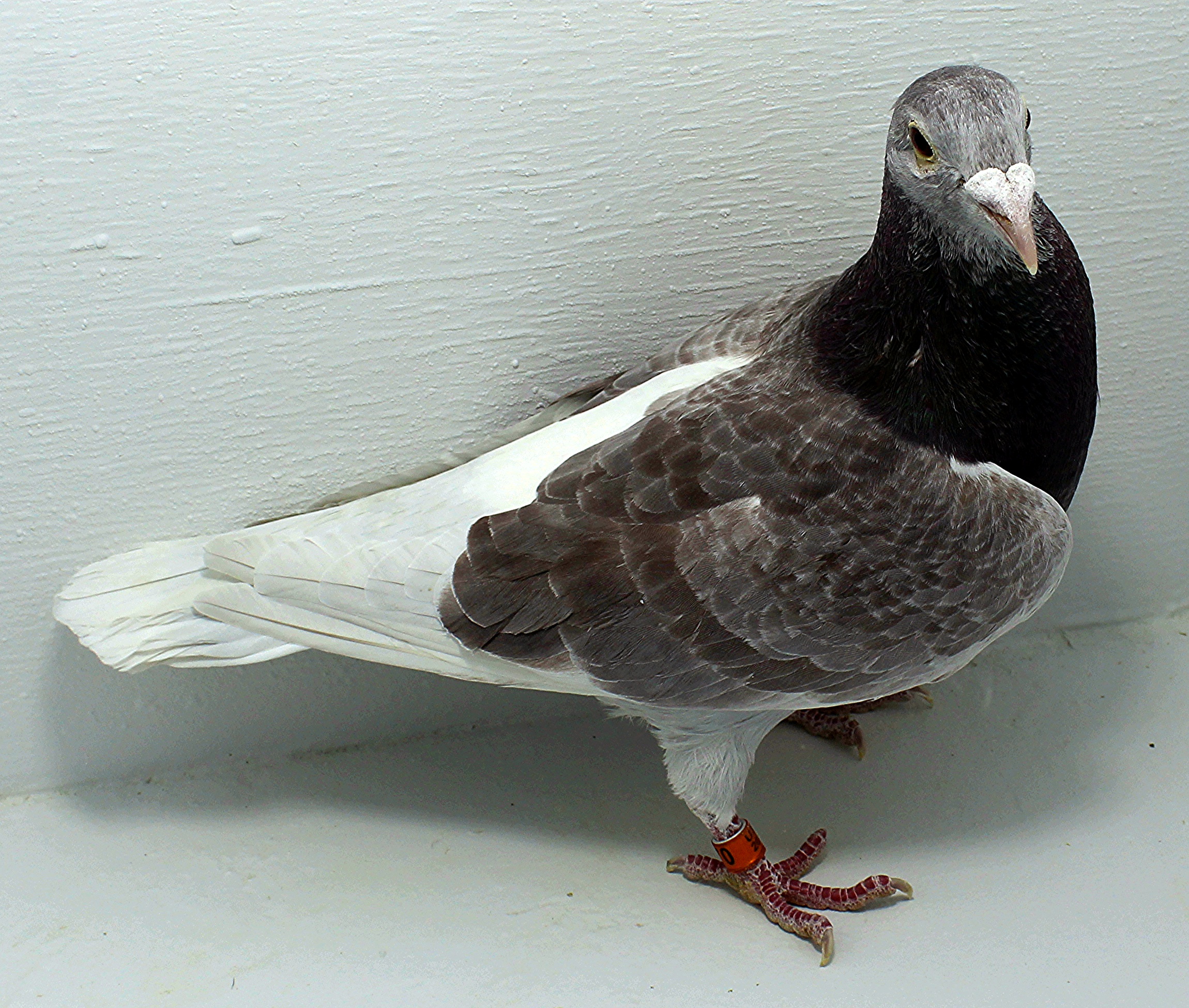 70 USA 2025 Pure Paul Sion