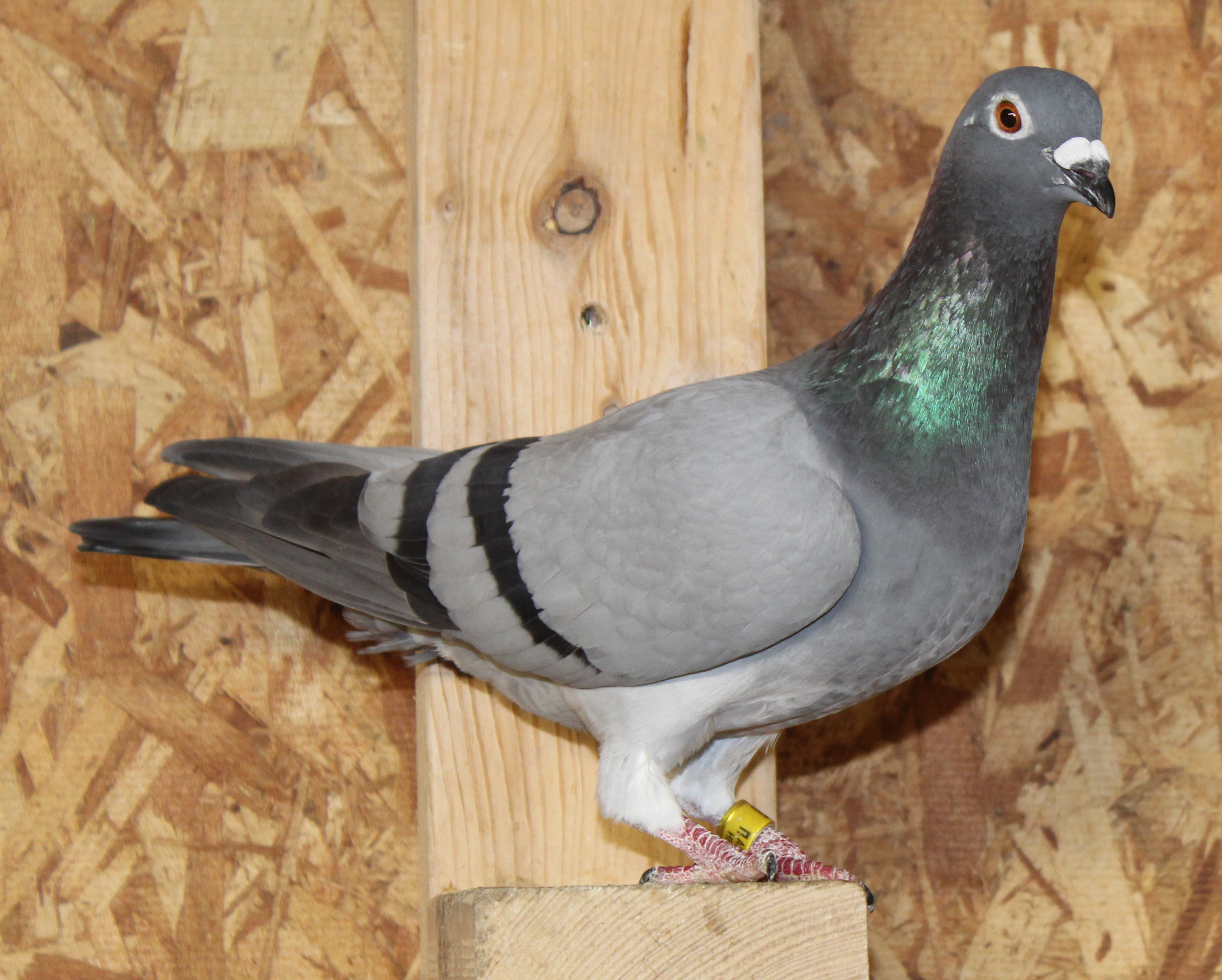 Leo Heremans, Kannibaal