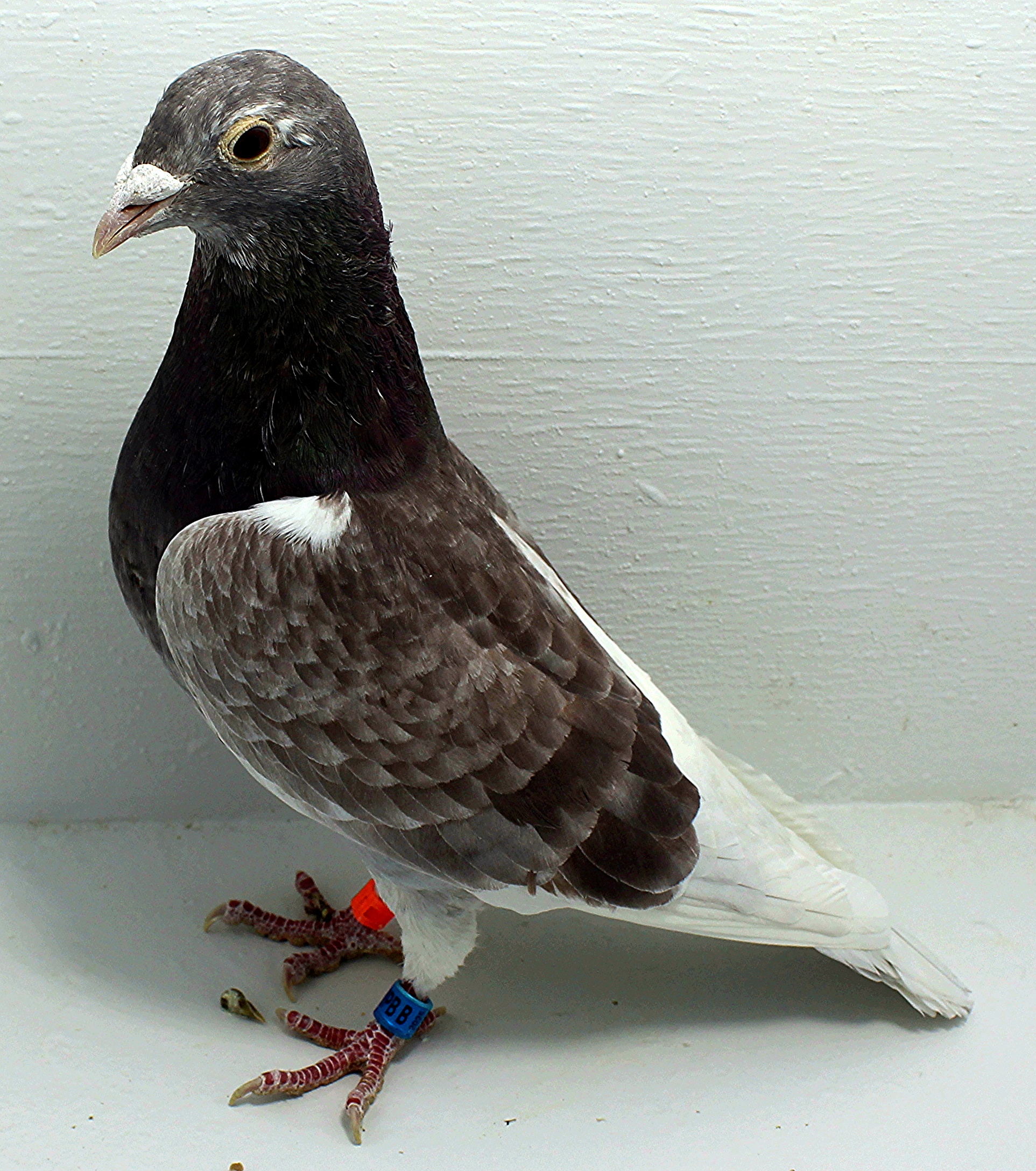 6855 IPB B 2025 Pure Paul Sion 