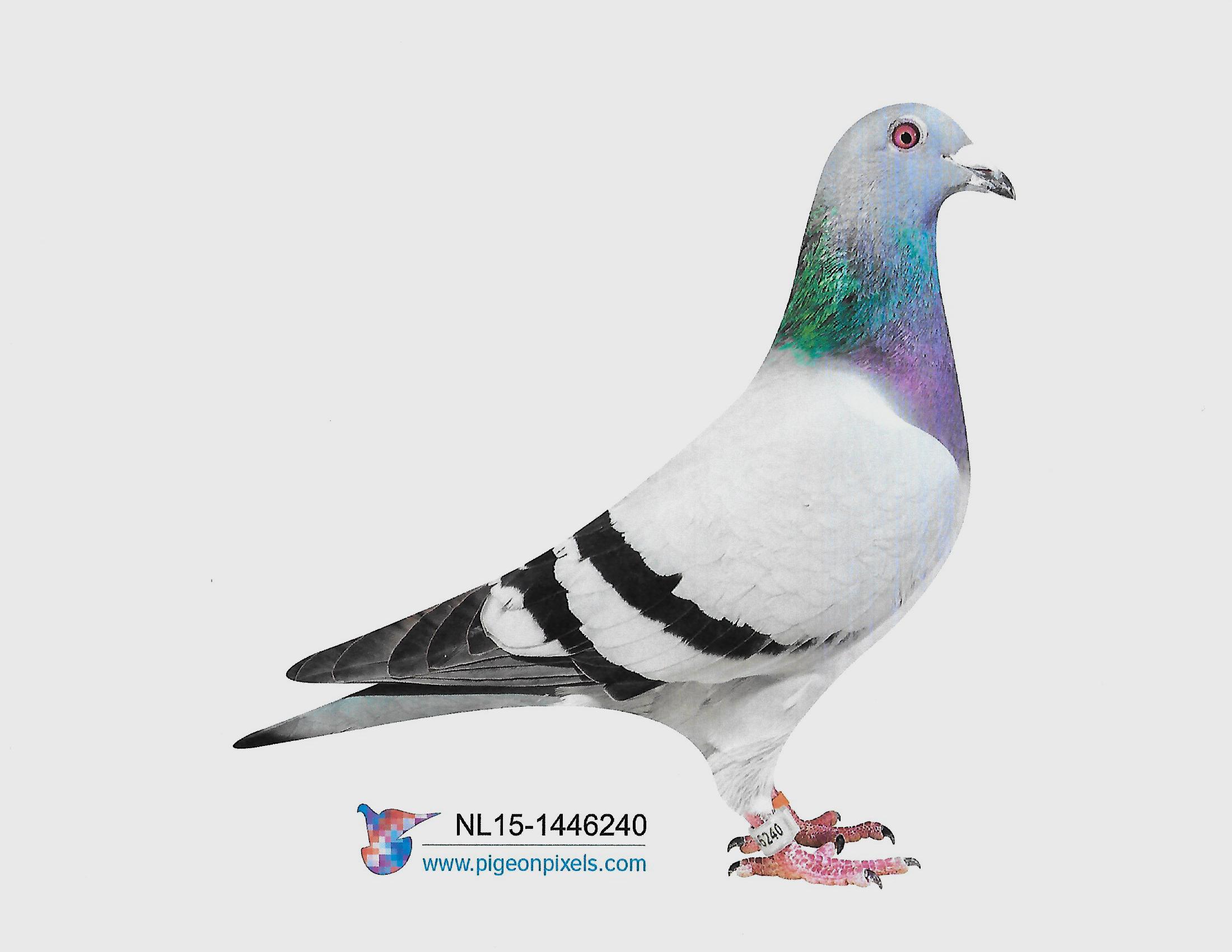 NL 1446240-15 BBH