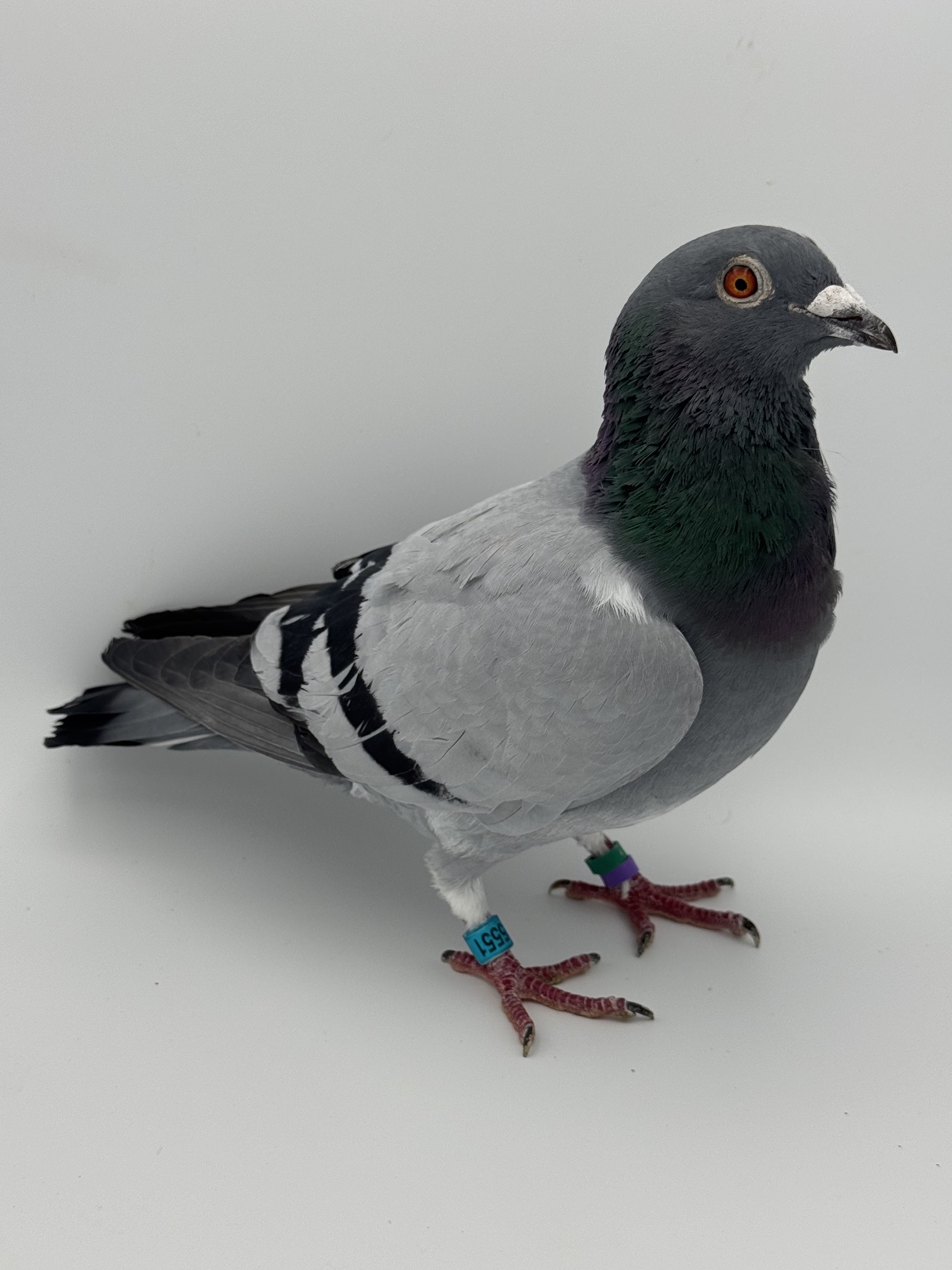 Preview Image 3