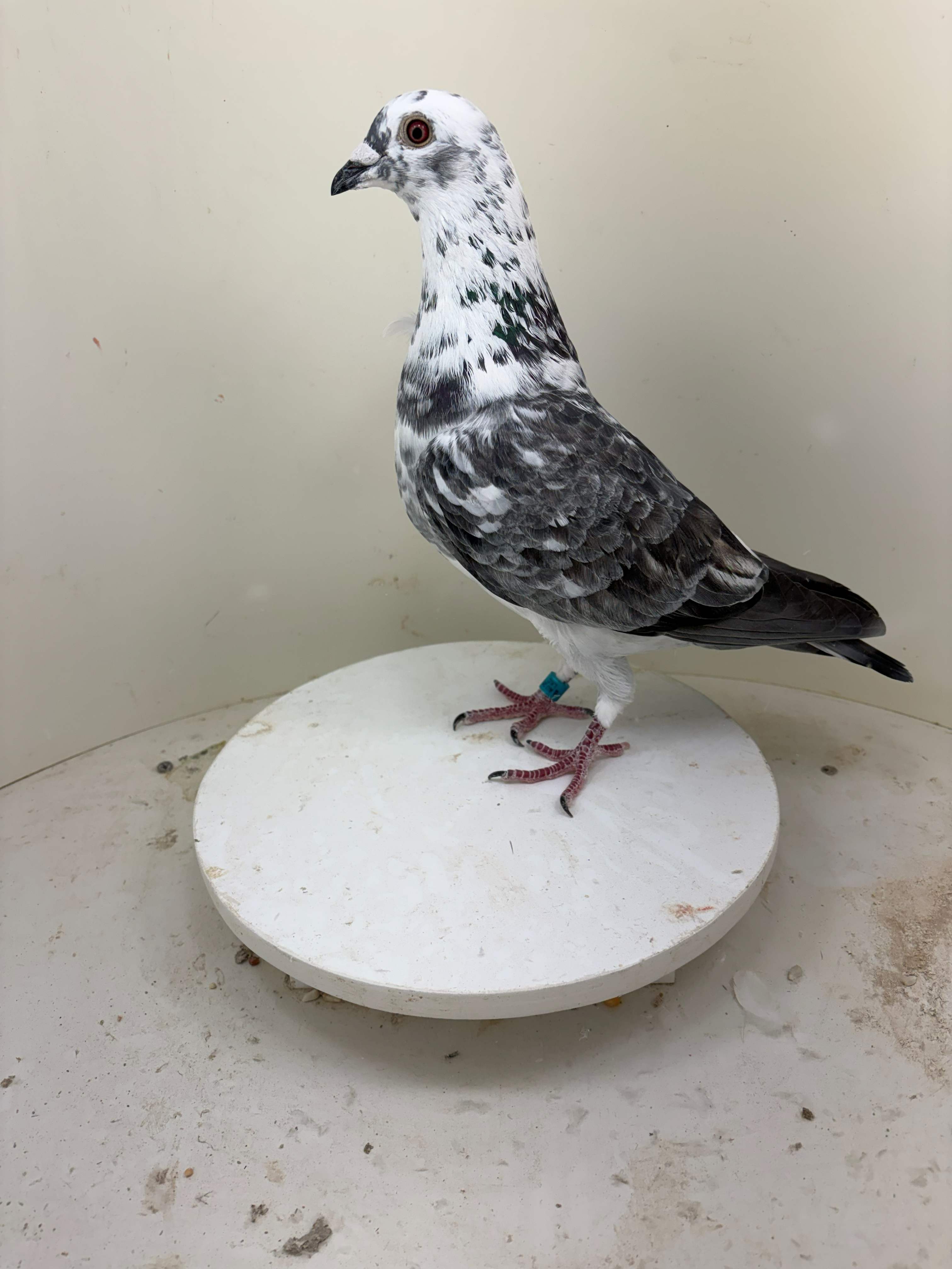 2025 LKC 1452
GRIZZLE  COCK